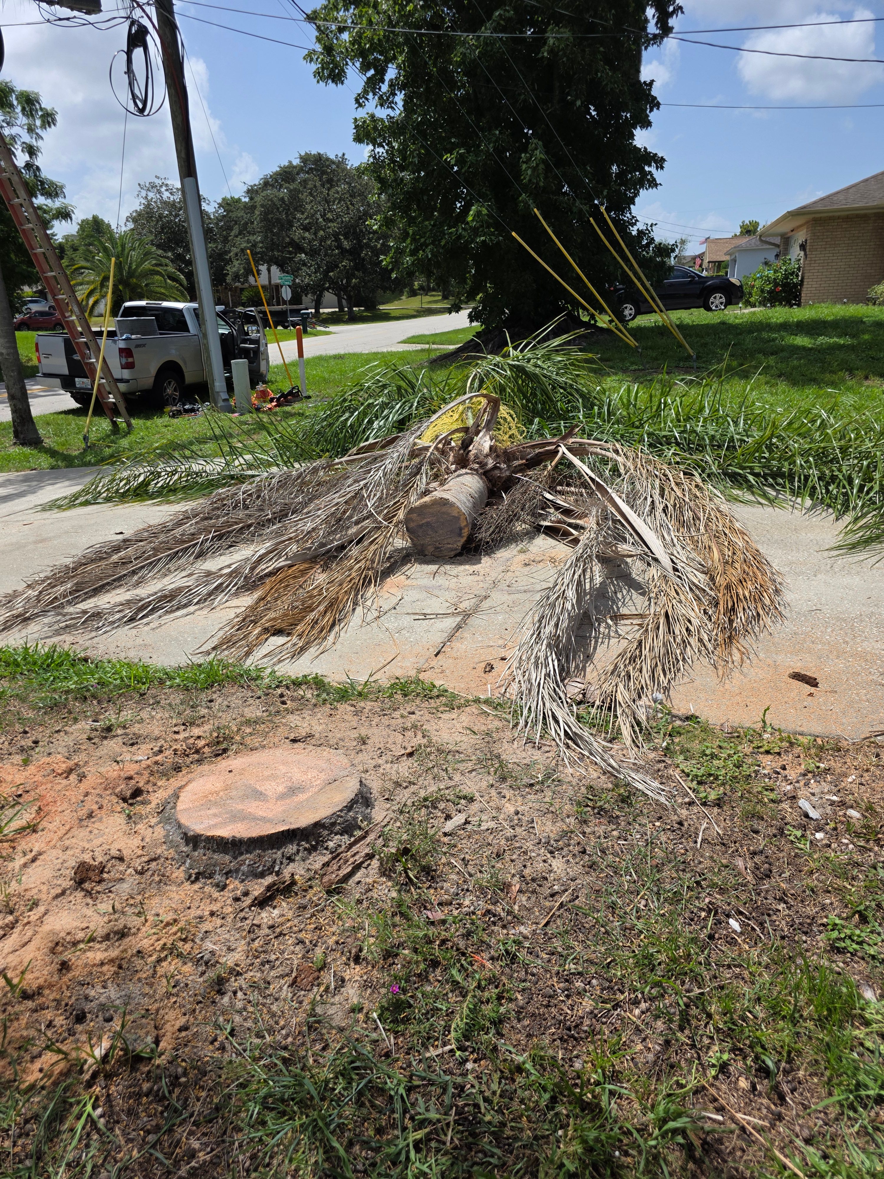 All Photos for Highlife Tree Care And Landscaping in Altamonte Springs, FL