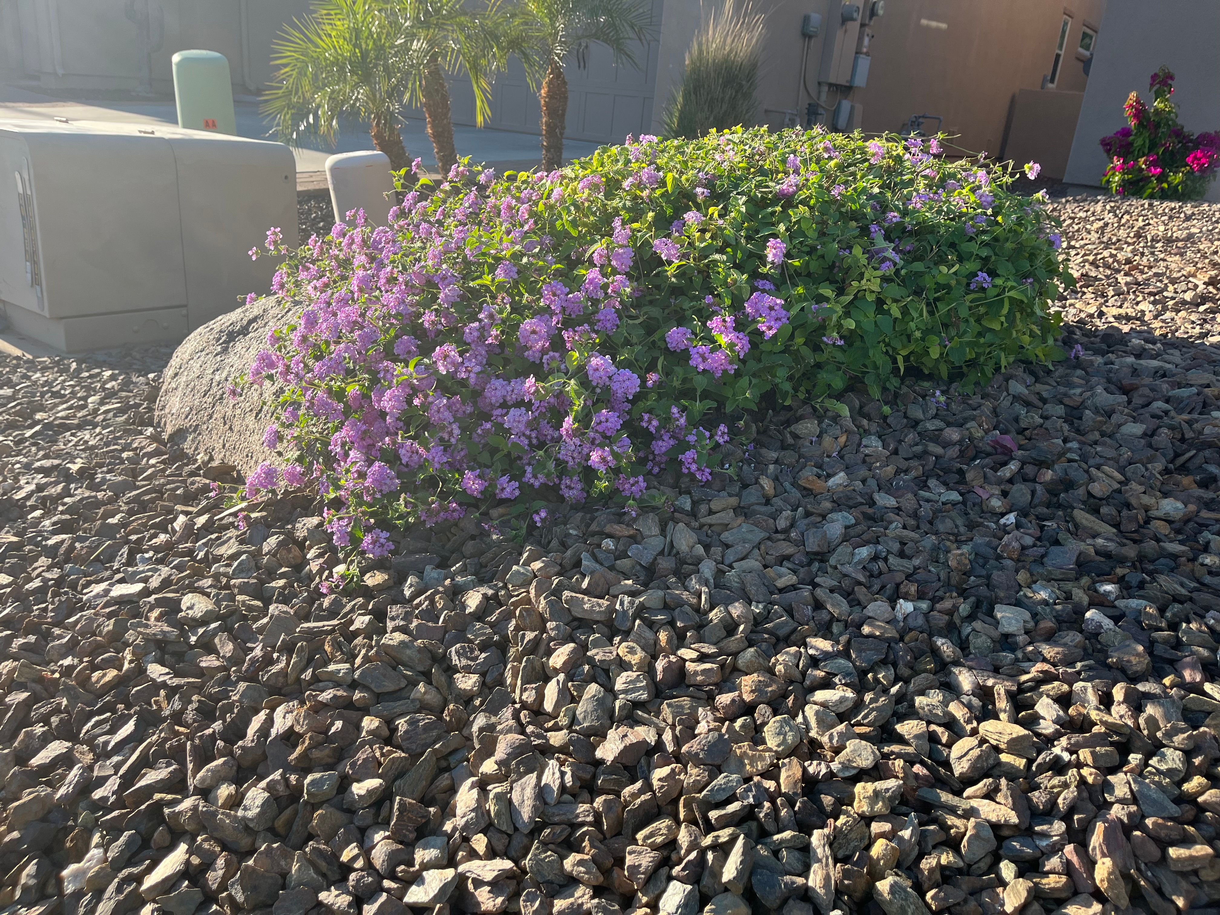 All Photos for Grand Canyon State Landscape Inc. in Surprise, AZ