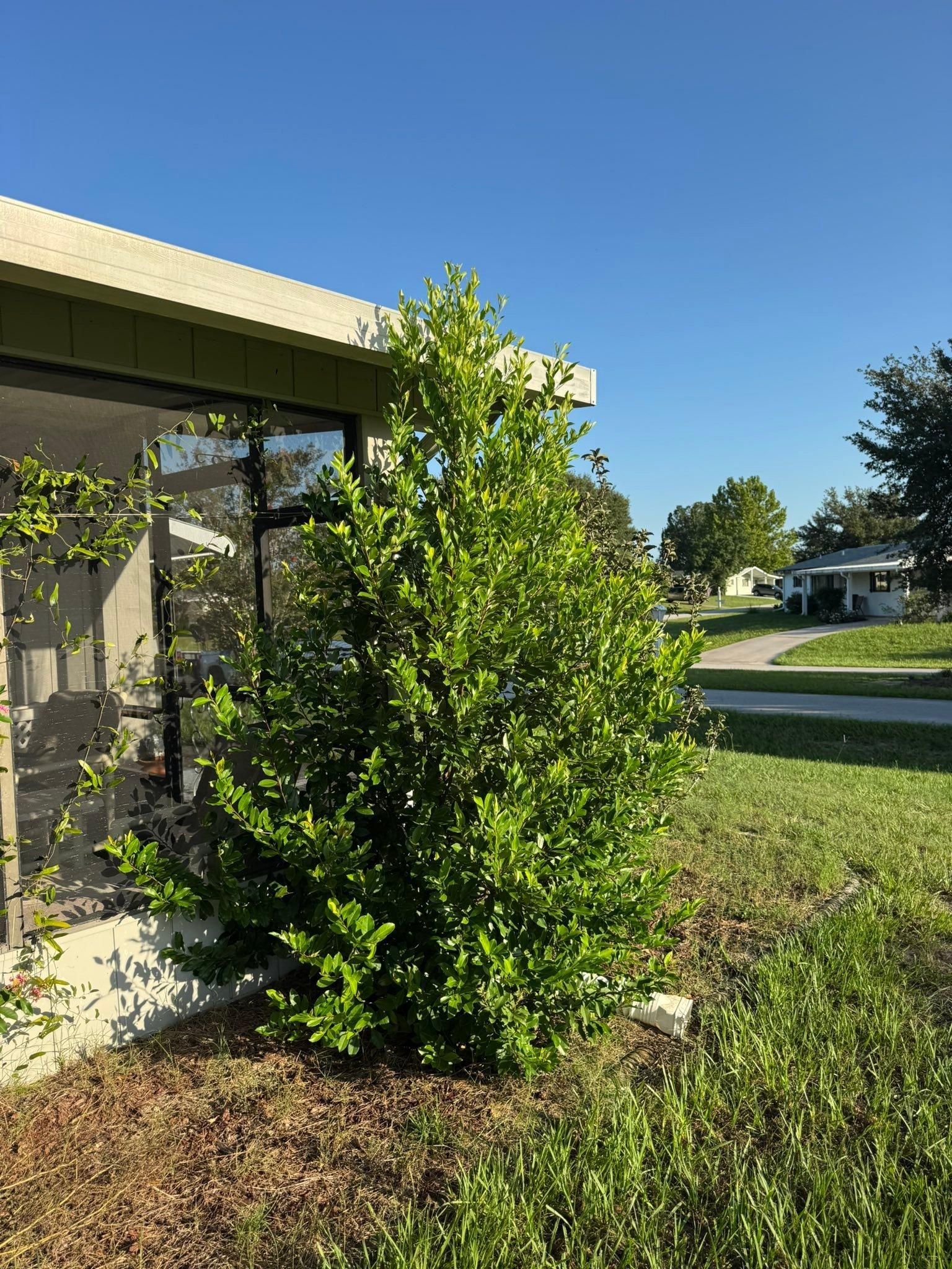 All Photos for Young's Lawn Services LLC in Ocala, FL