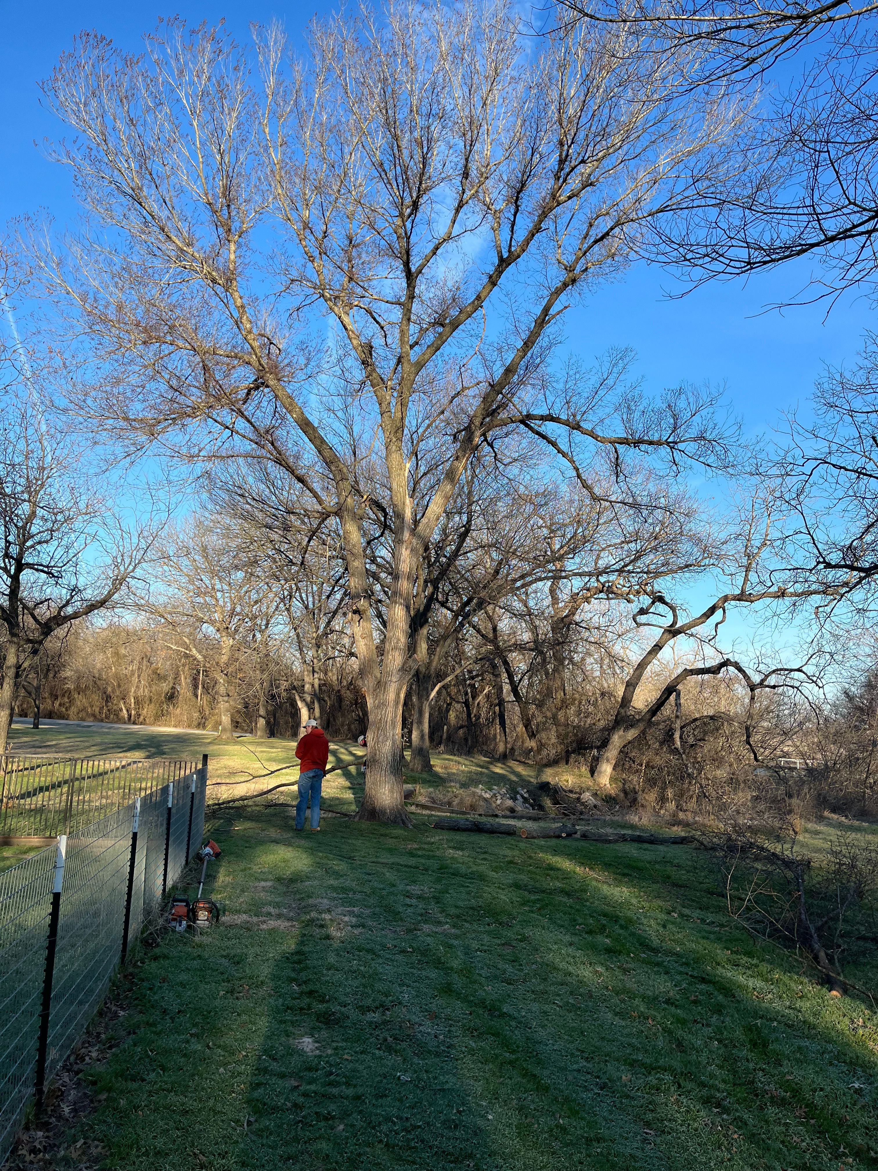 All Photos for Marks Tree Service in Fort Worth, TX