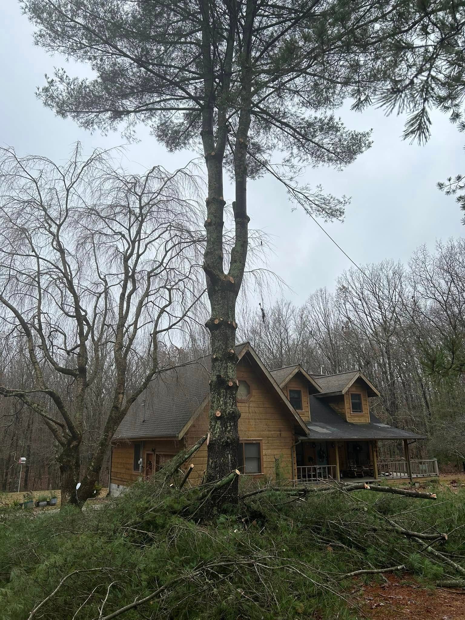  for McBee’s Tree Service in Sewanee, TN