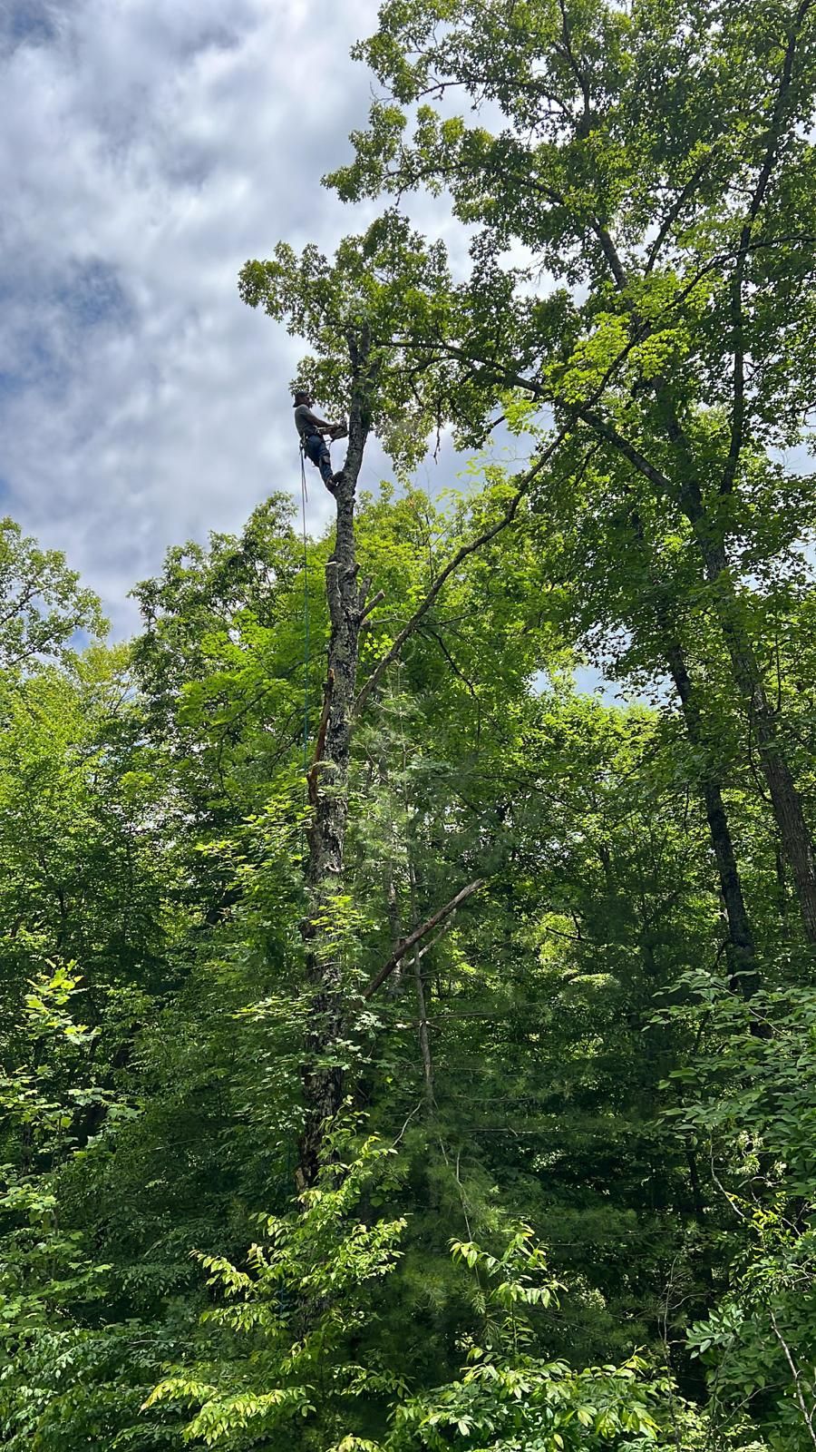  for Brothers Tree Service in Burnsville, NC