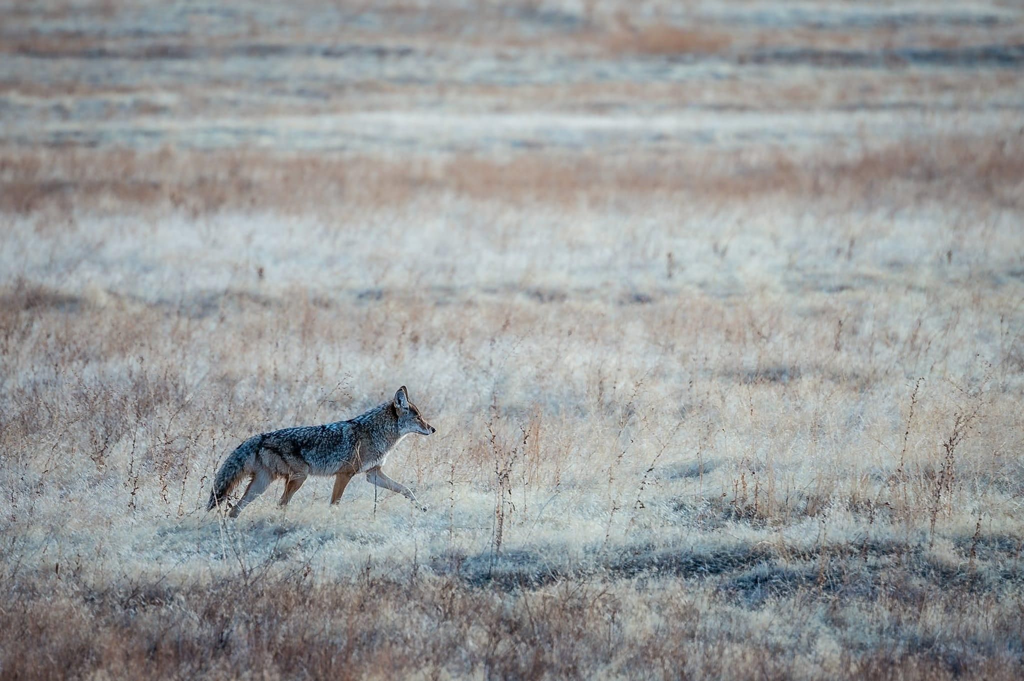  for Wildlife Predator LLC in Lugoff, SC