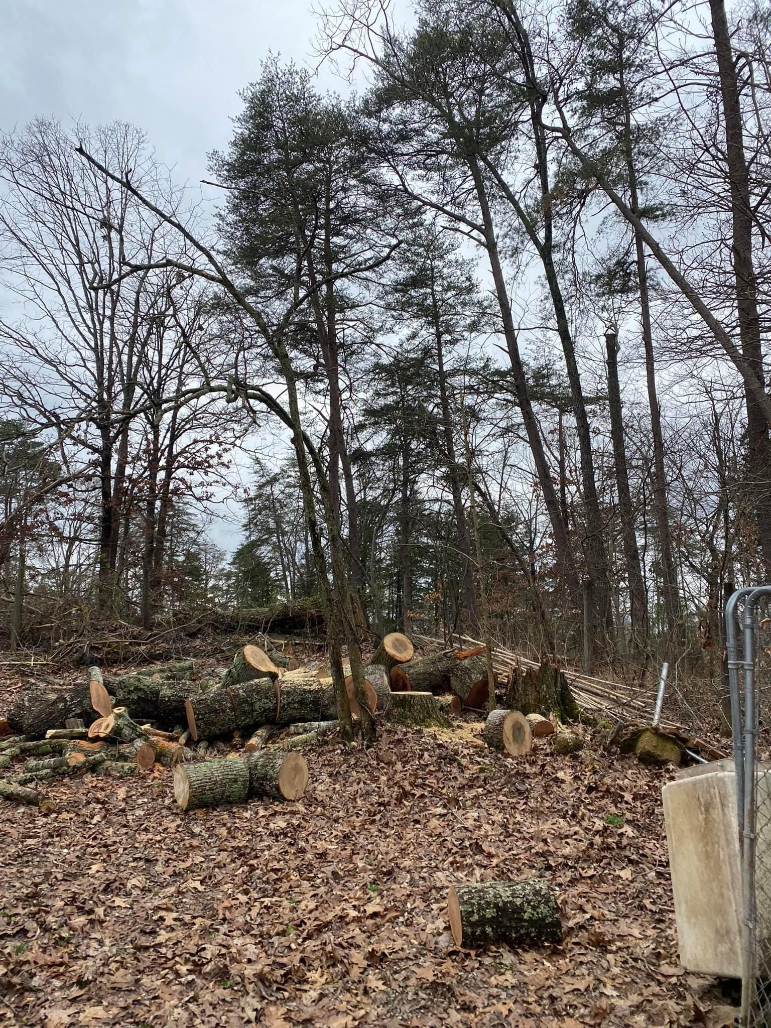 Tree Removal for Atwood’s Tree Care in Liberty,  KY