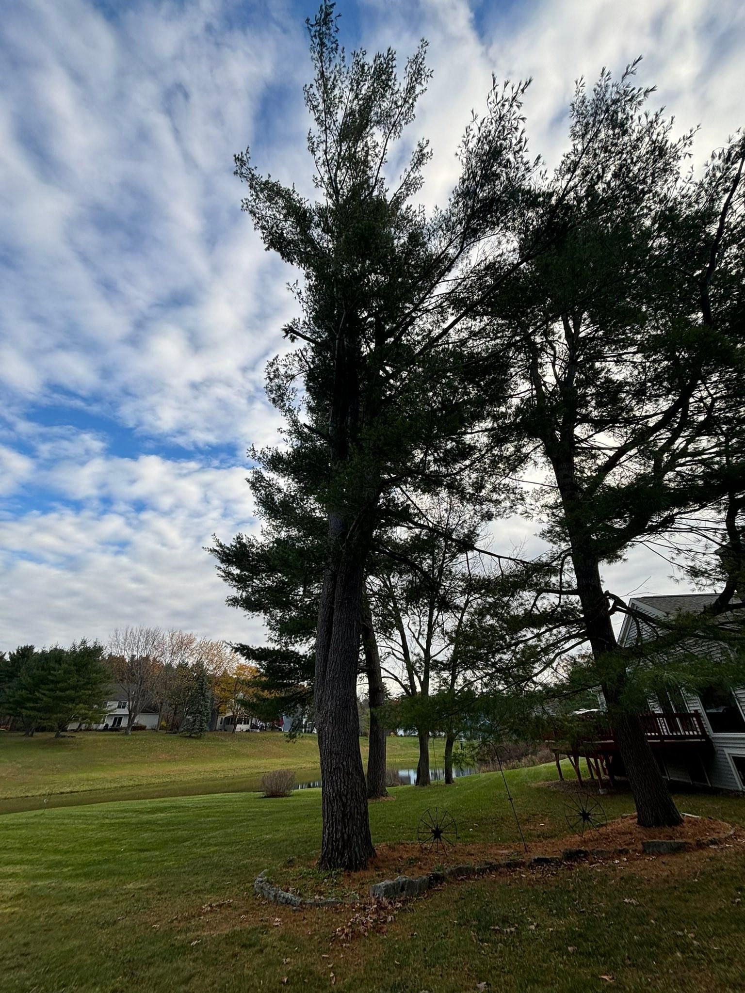  for T's Trees in Albany, NY