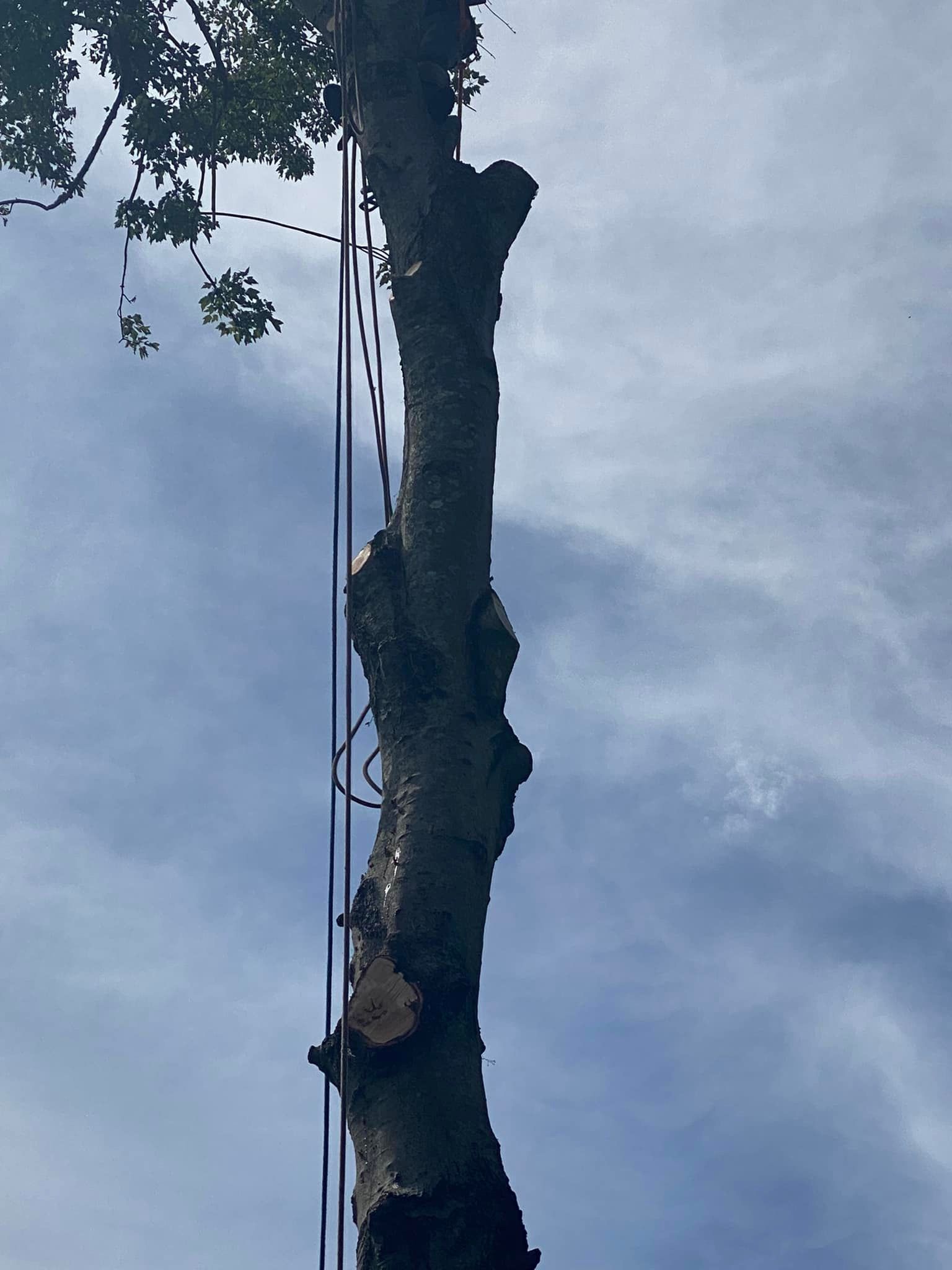  for Fast Cut Tree Service in Jacksonville Heights, FL