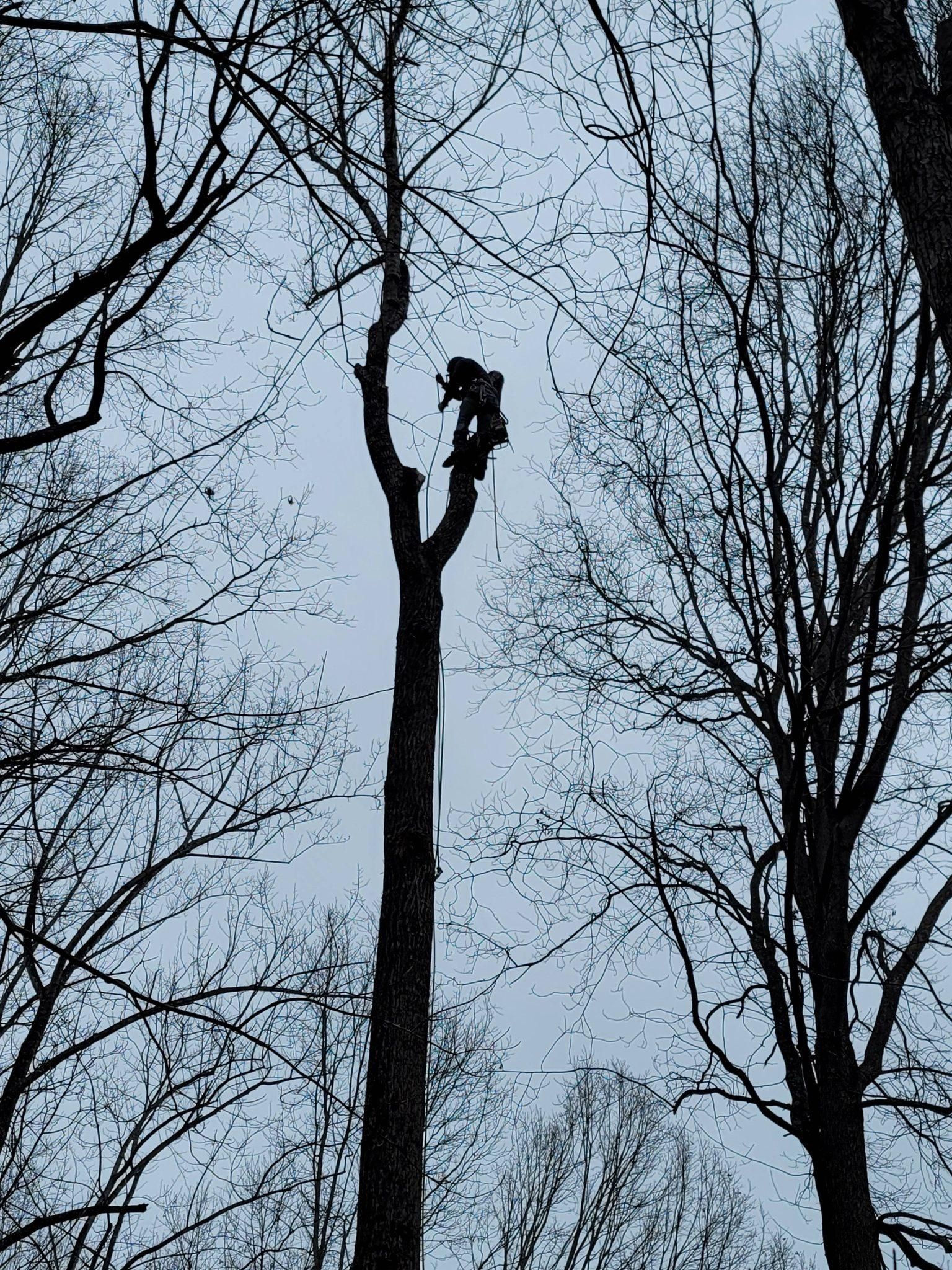  for Integrity Tree and Landscaping in Lynchburg, VA