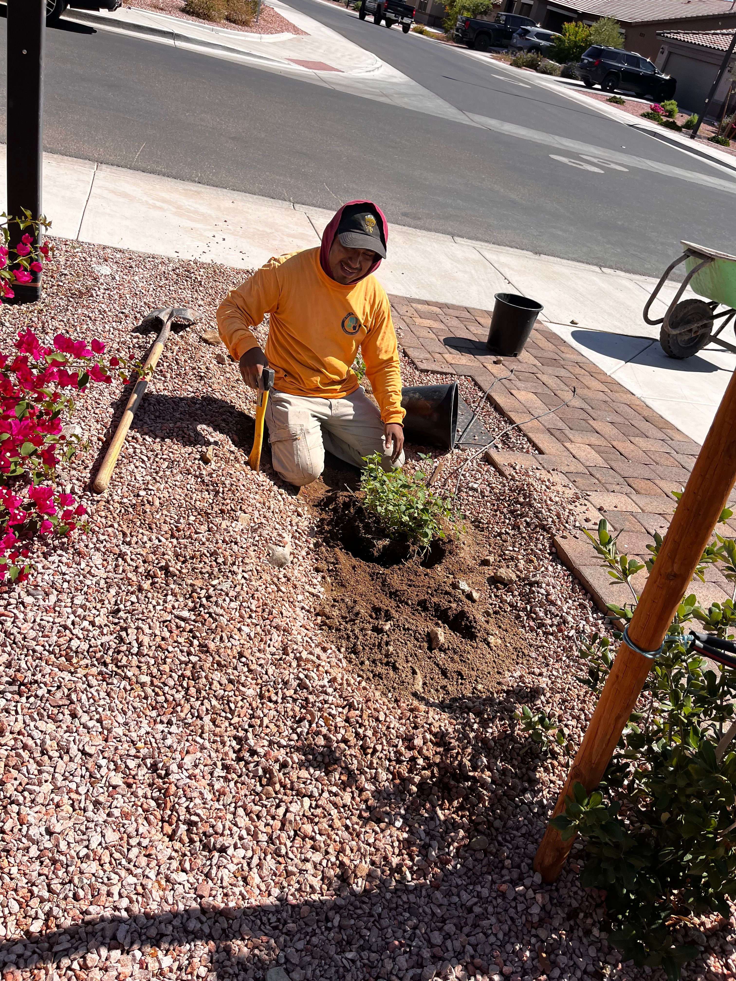  for AZ Tree & Hardscape Co in Surprise, AZ