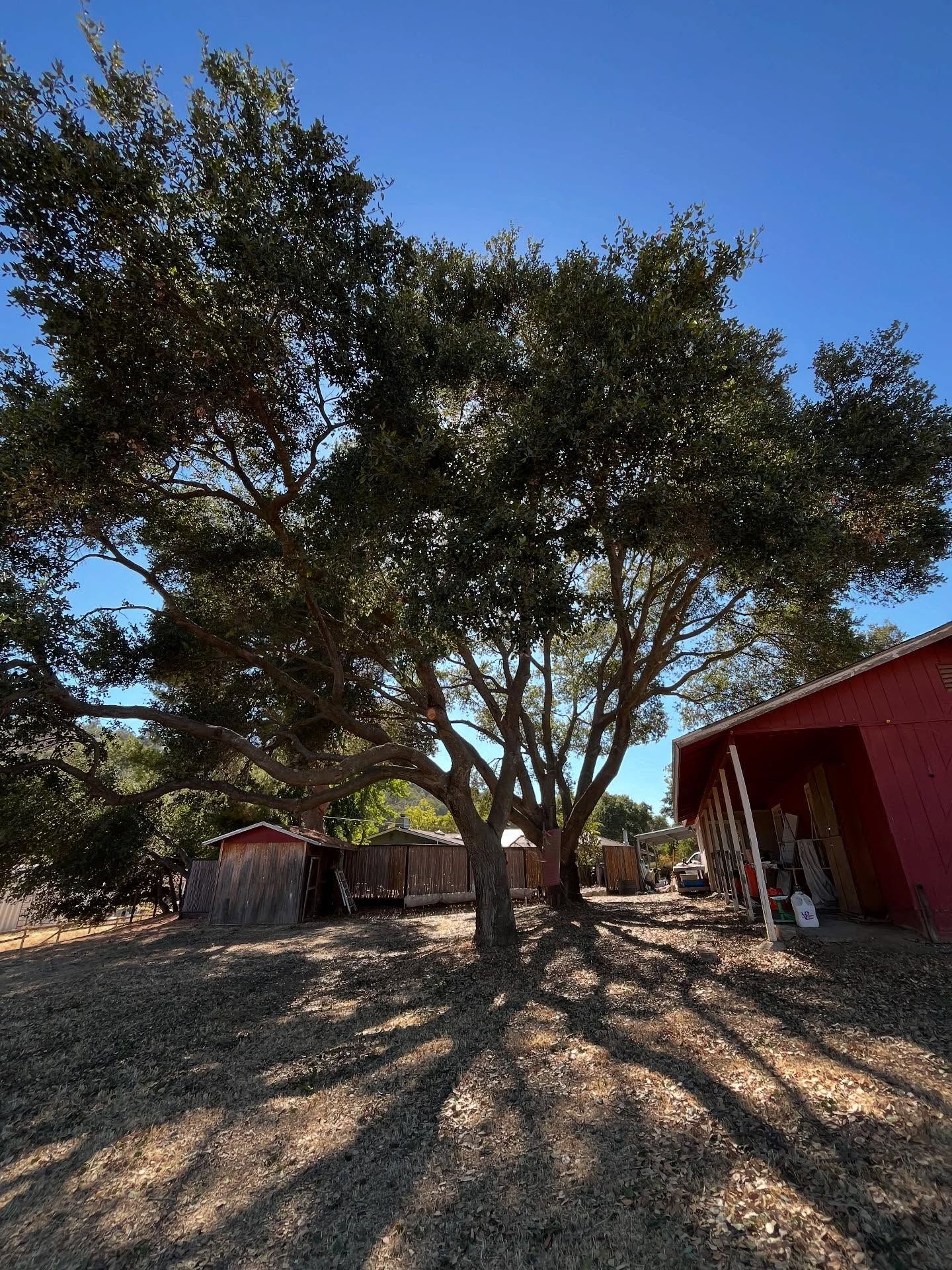  for A1 Junk & Tree Solutions, LLC in Paso Robles, CA