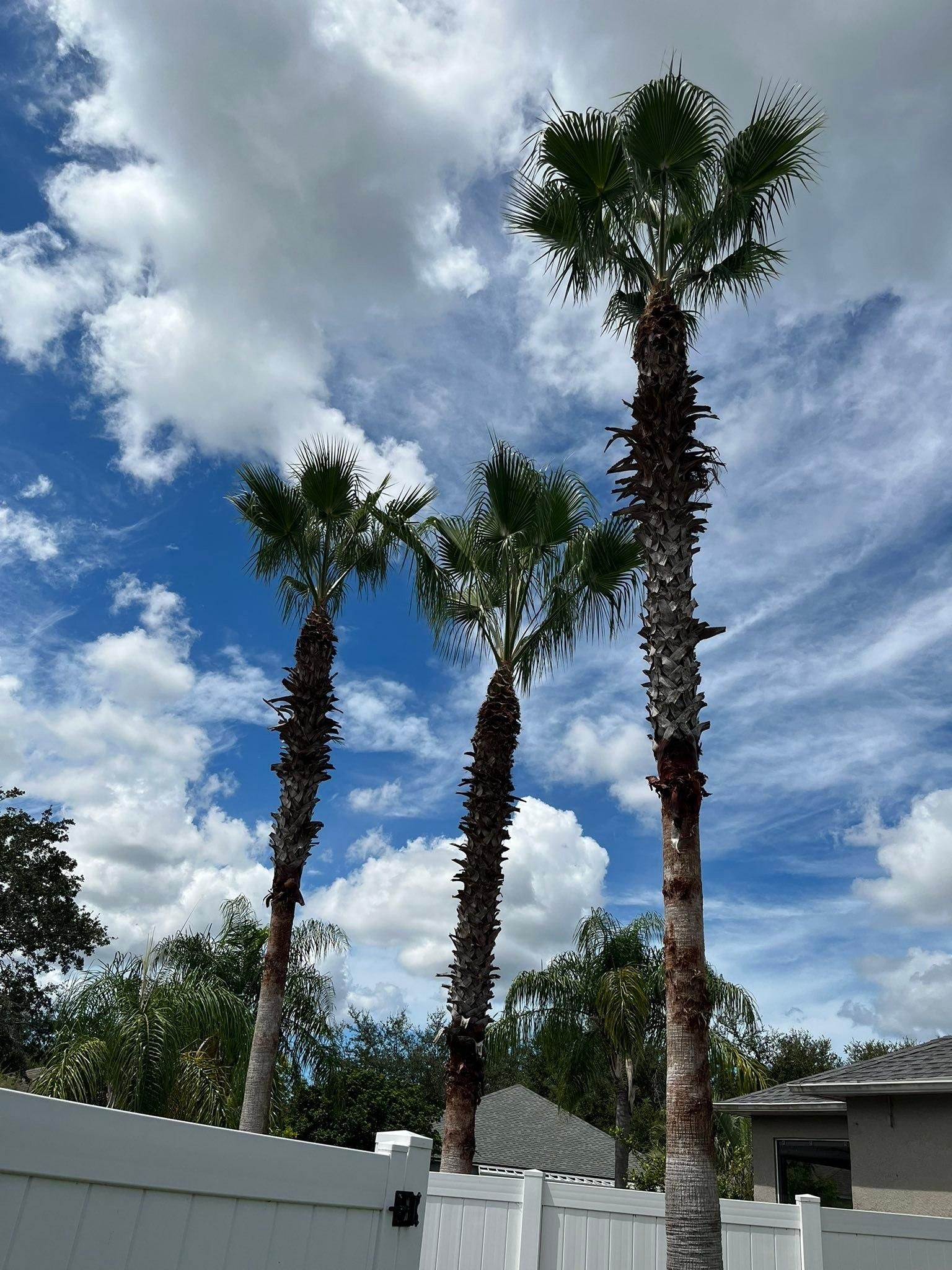  for Bills Tree Service in Valrico, FL