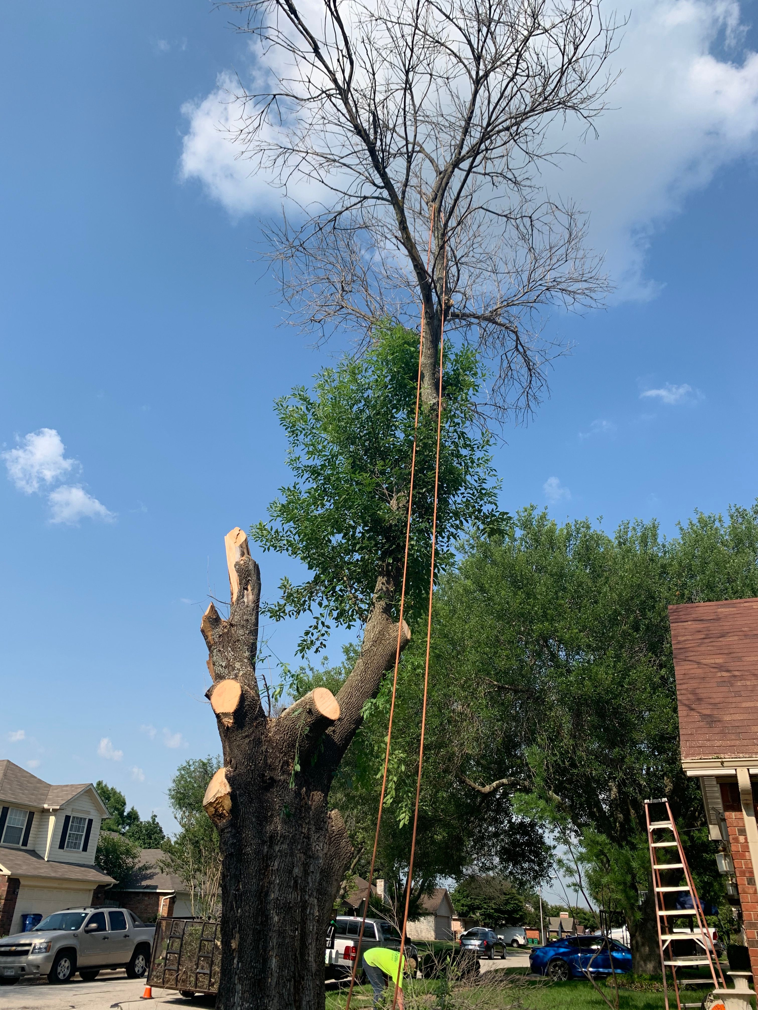  for TLC Professional Tree Service in Bedford, TX