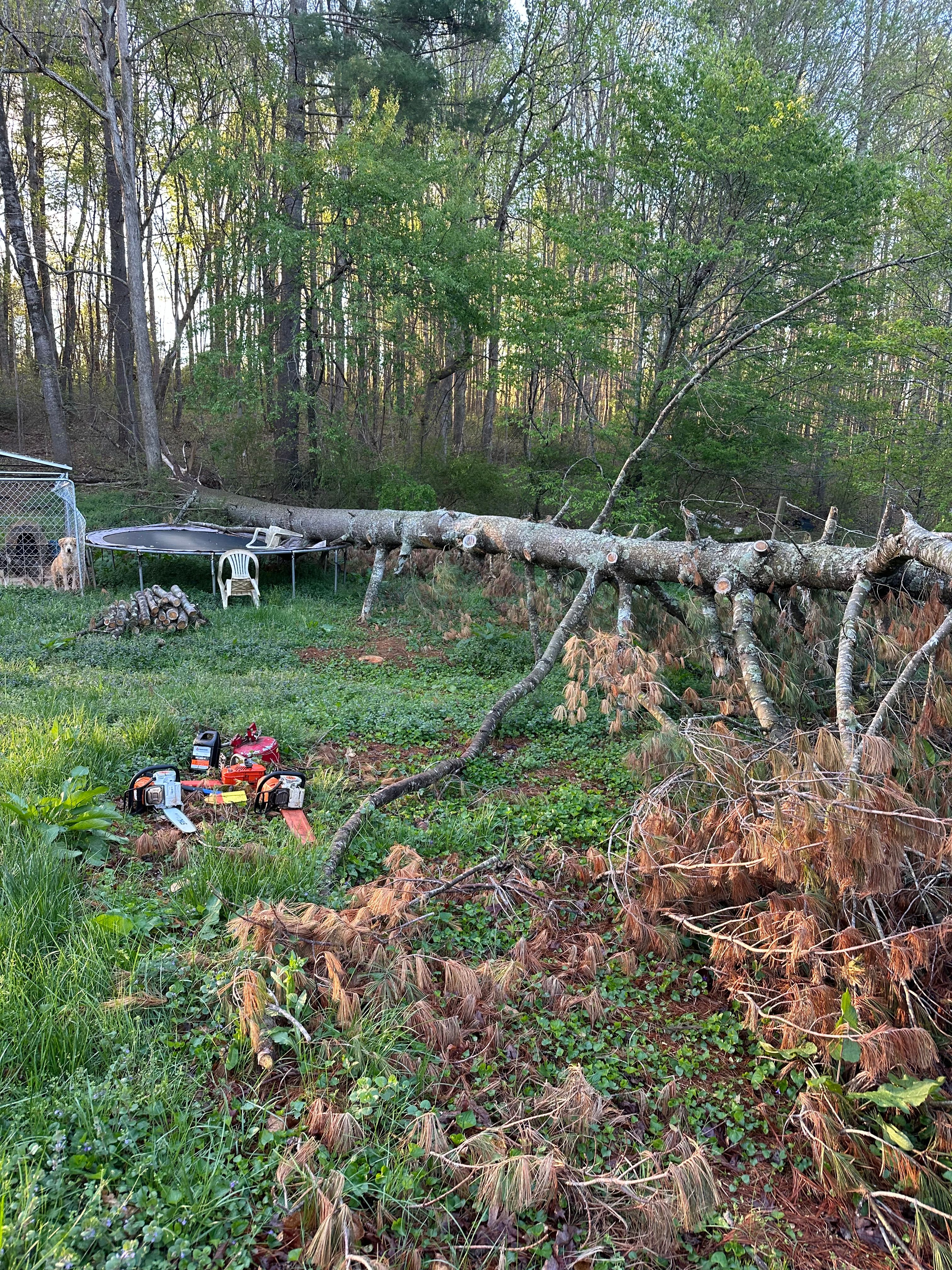 All Photos for Ramirez Tree Care in Elkin, NC