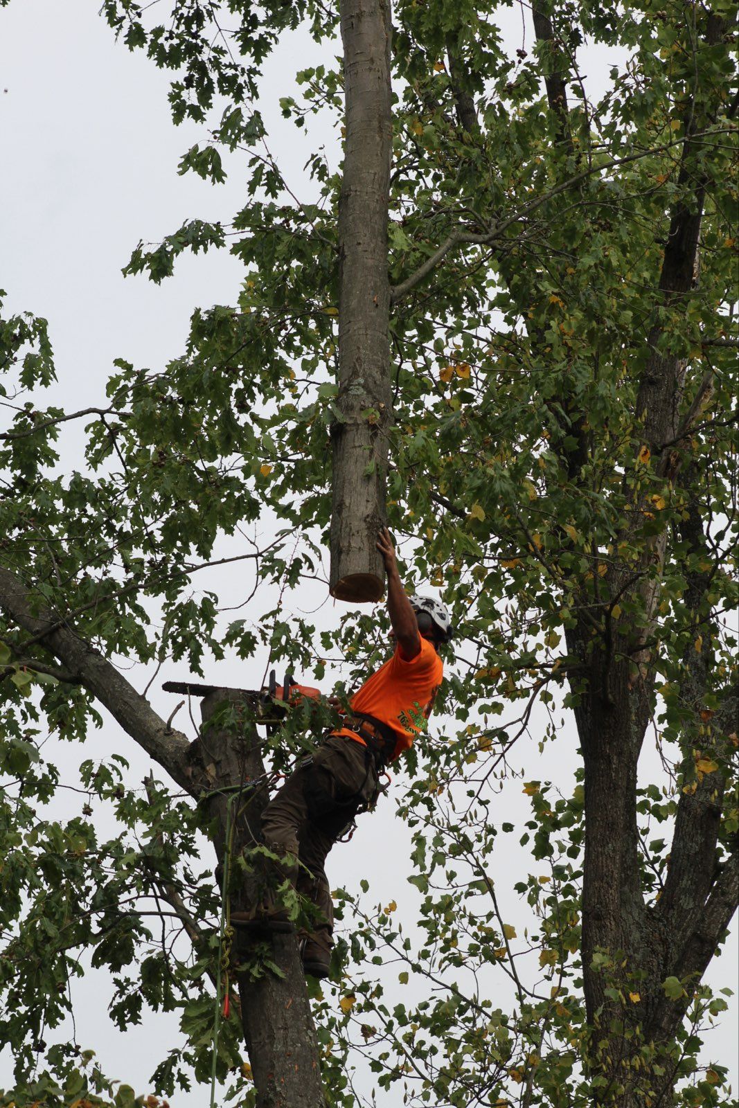 All Photos for Advanced Tree Solutions in Rockville, IN