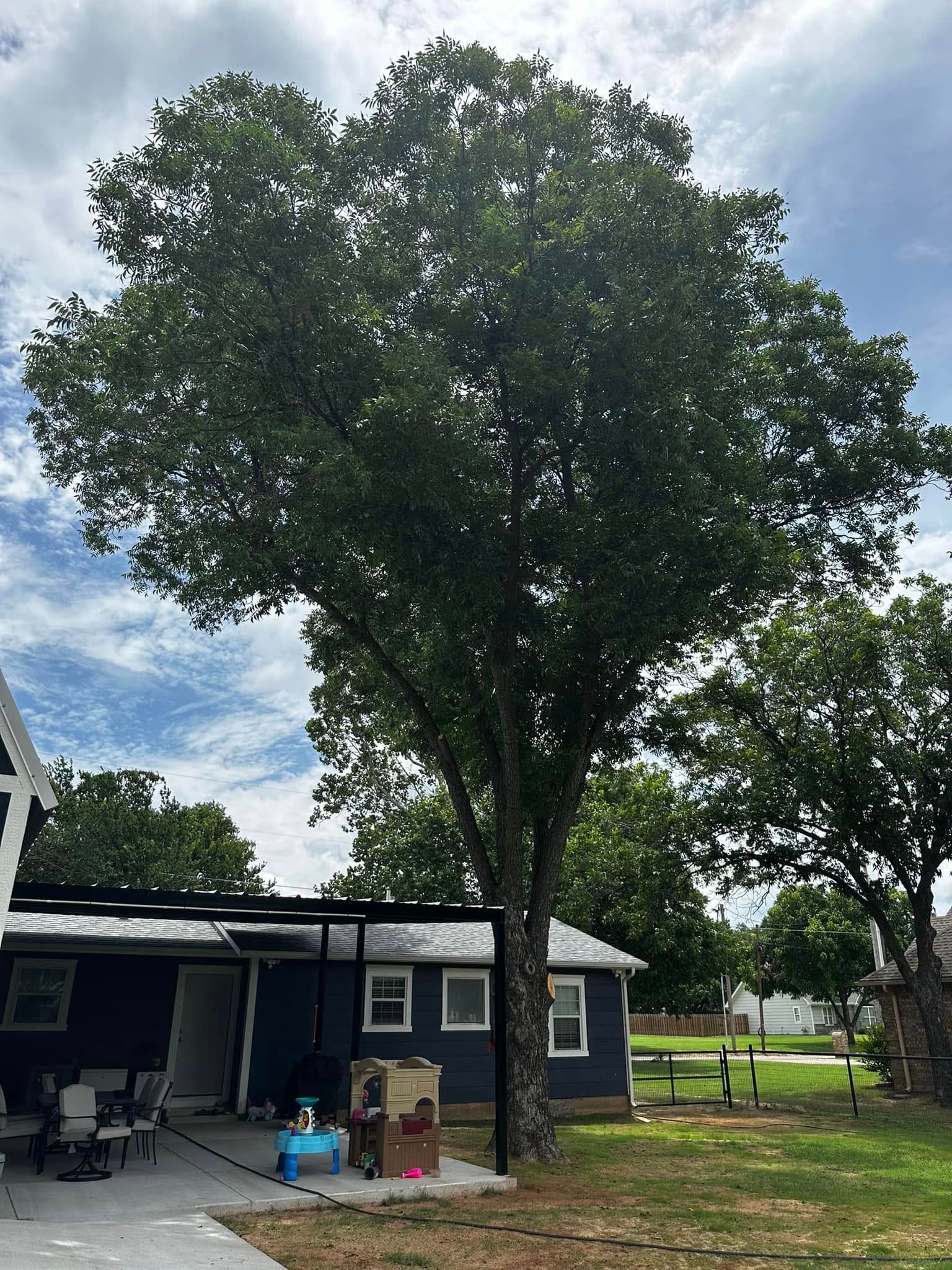  for Hector’s Tree Services in Nocona, TX