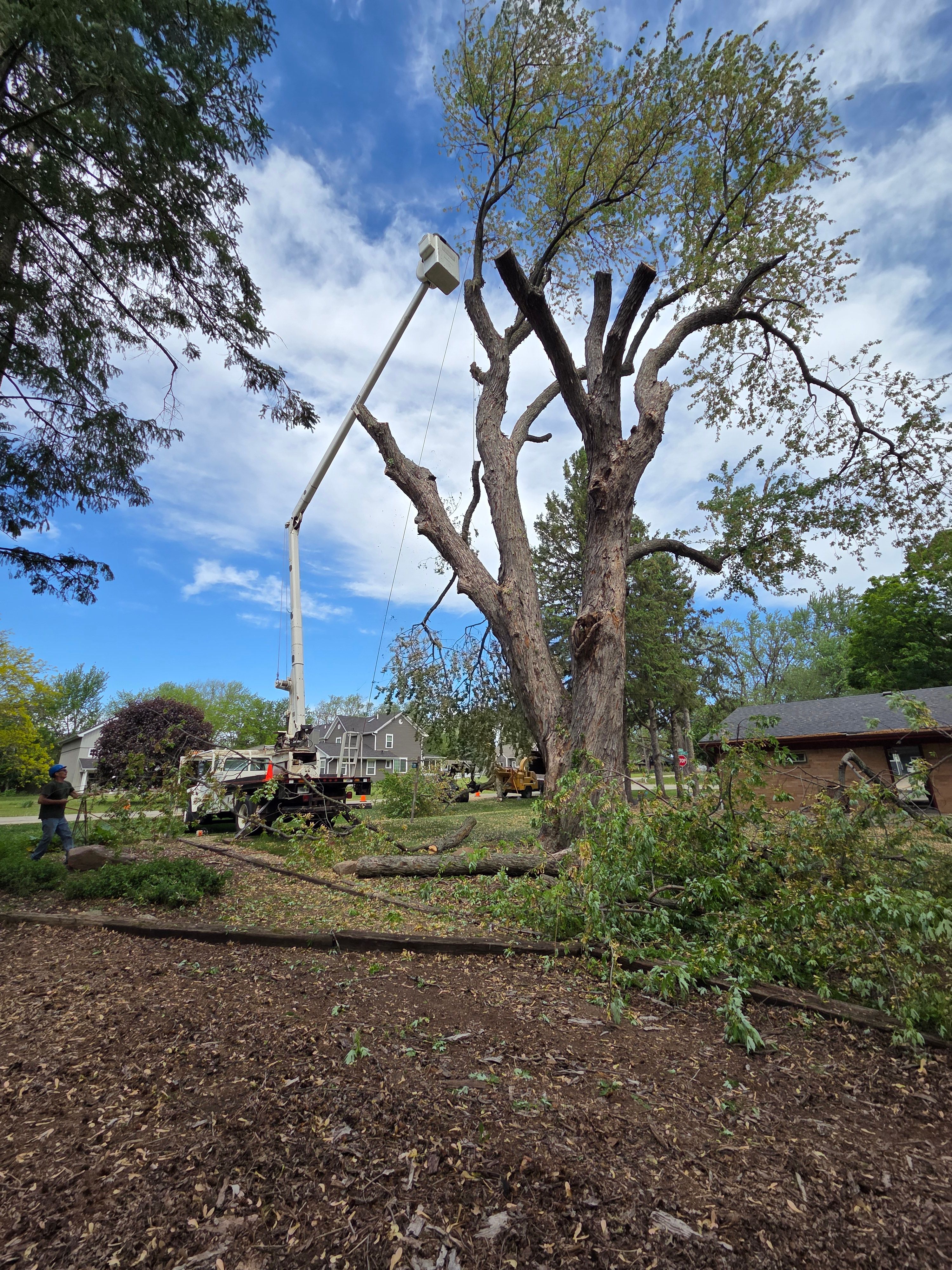 All Photos for O&O Tree Service in Rockford, IL