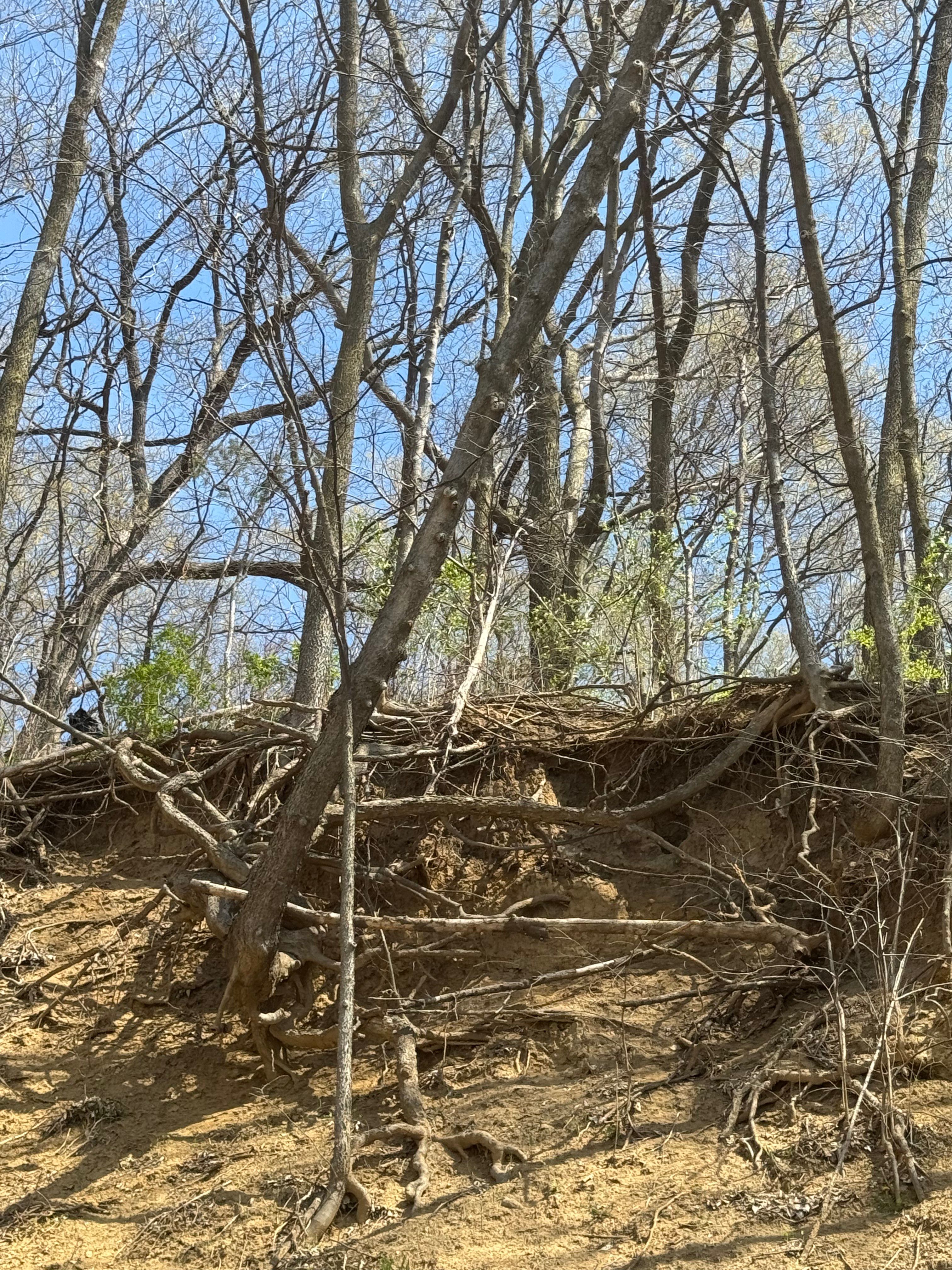 All Photos for Dittmer Tree Service in Davenport, IA