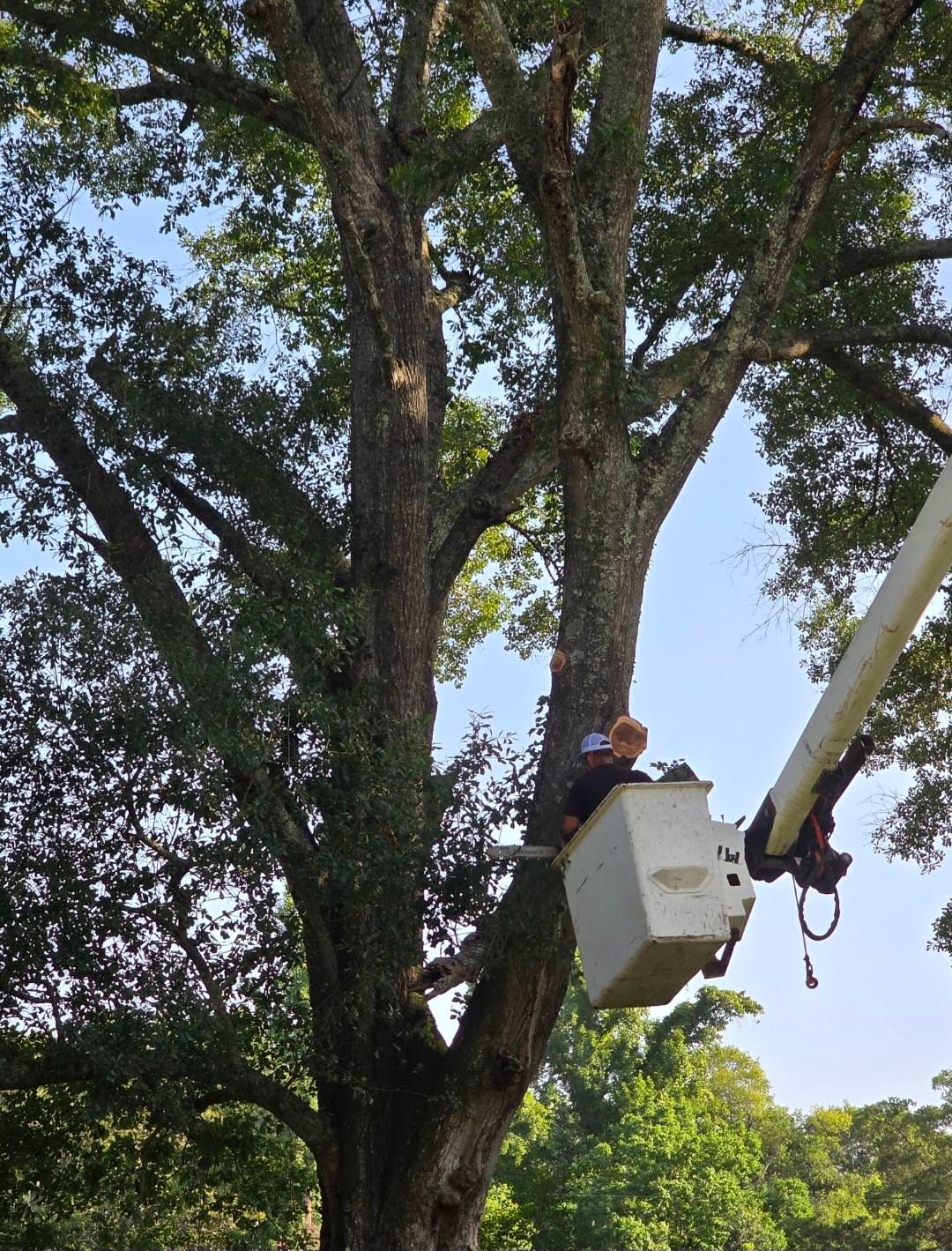  for Breaktime Tree Trimming & Removal in Oakdale, LA