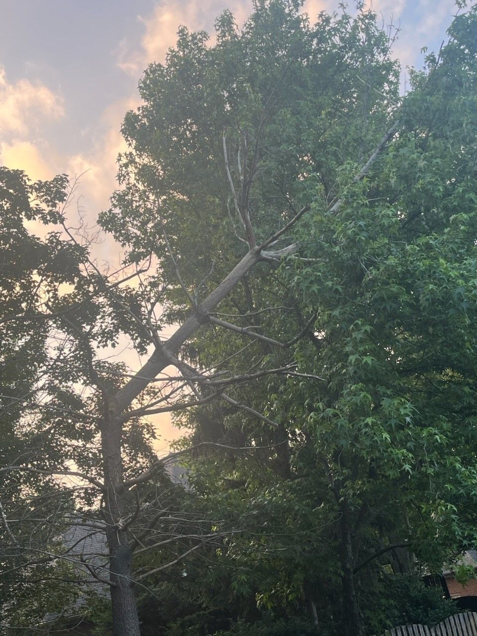  for Timber Ninja Service in Lexington, KY