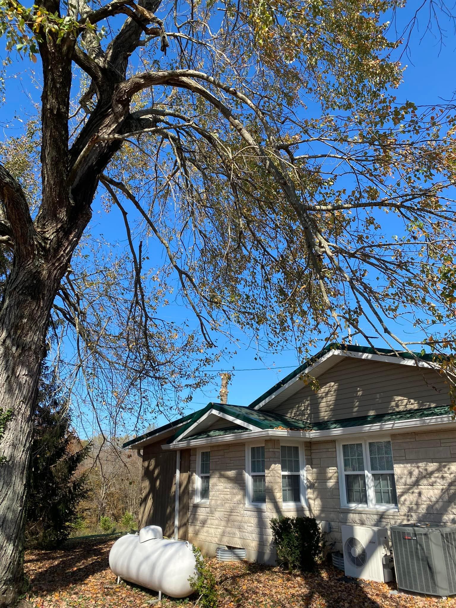 Tree Removal for Atwood’s Tree Care in Liberty,  KY