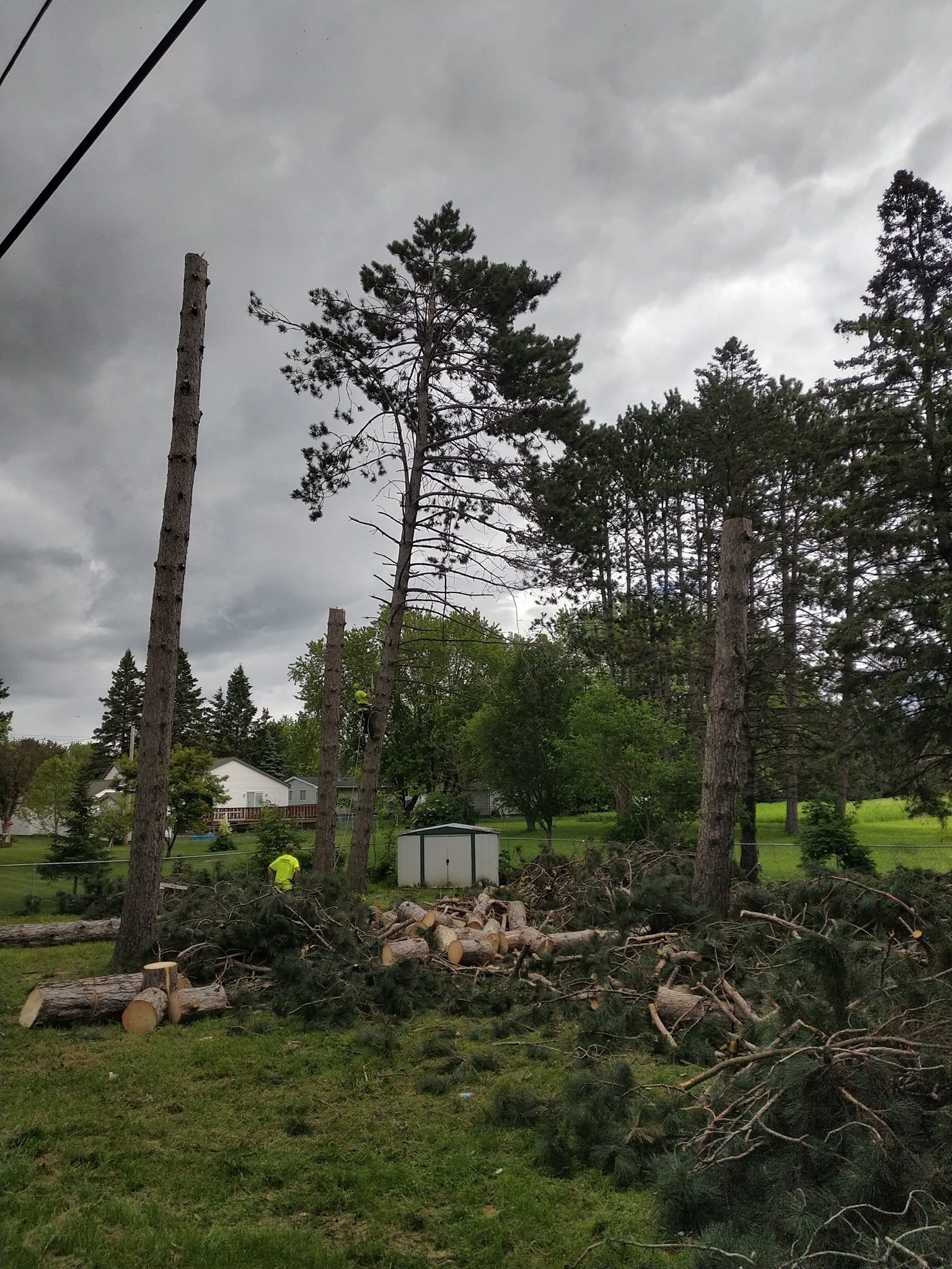  for Sloan Tree Service in Aurora, CO