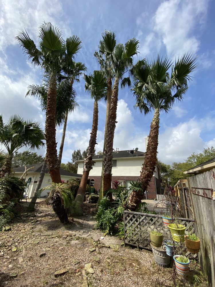  for Greenfield Tree Services in Manvel, TX