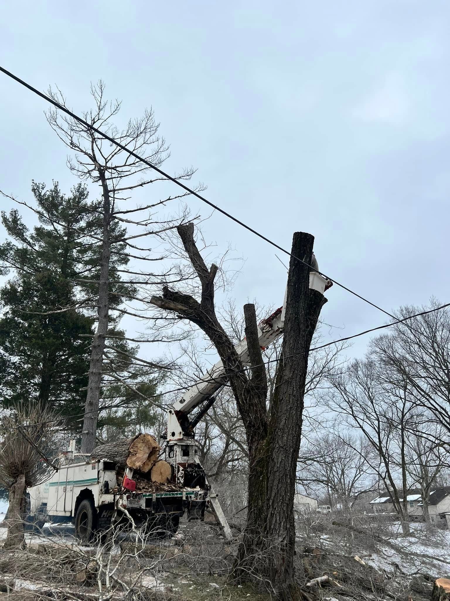 Tree Services for Kadin’s Tree Service in North Vernon, IN