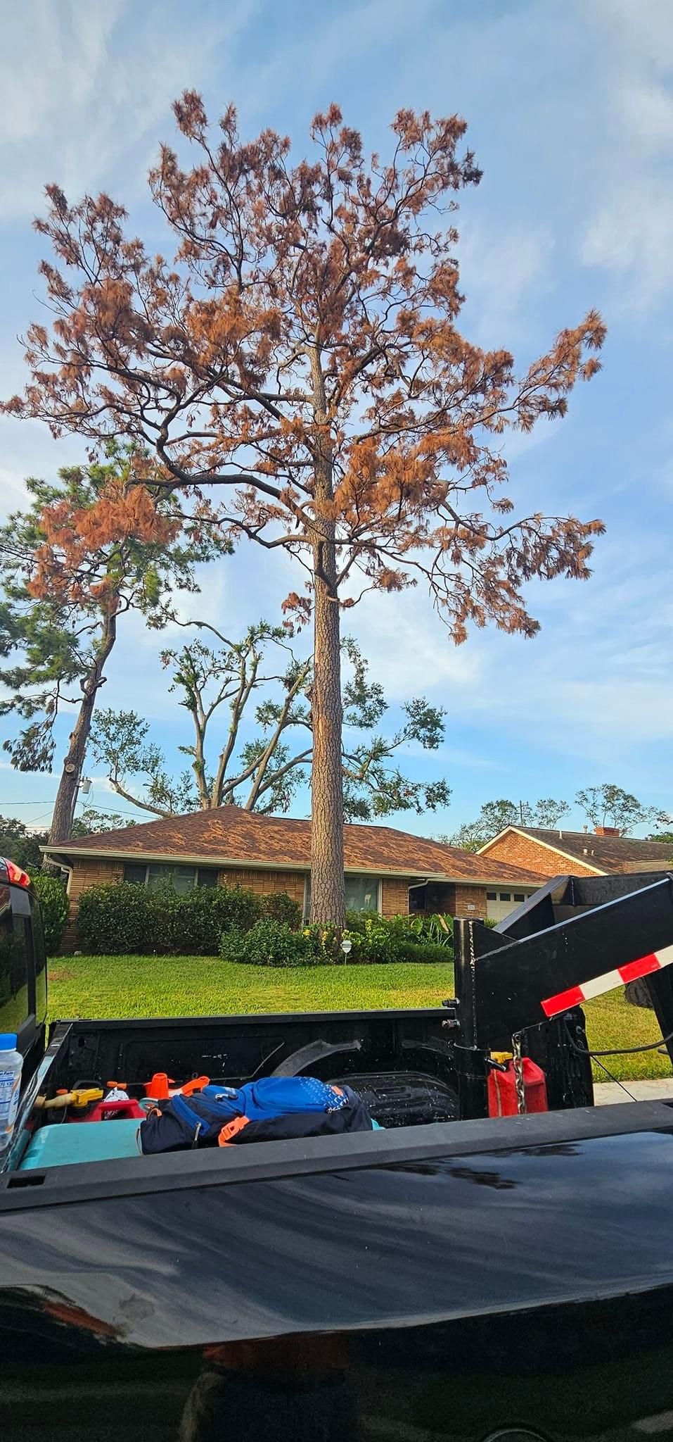  for Servin's Tree Care  in Houston, TX