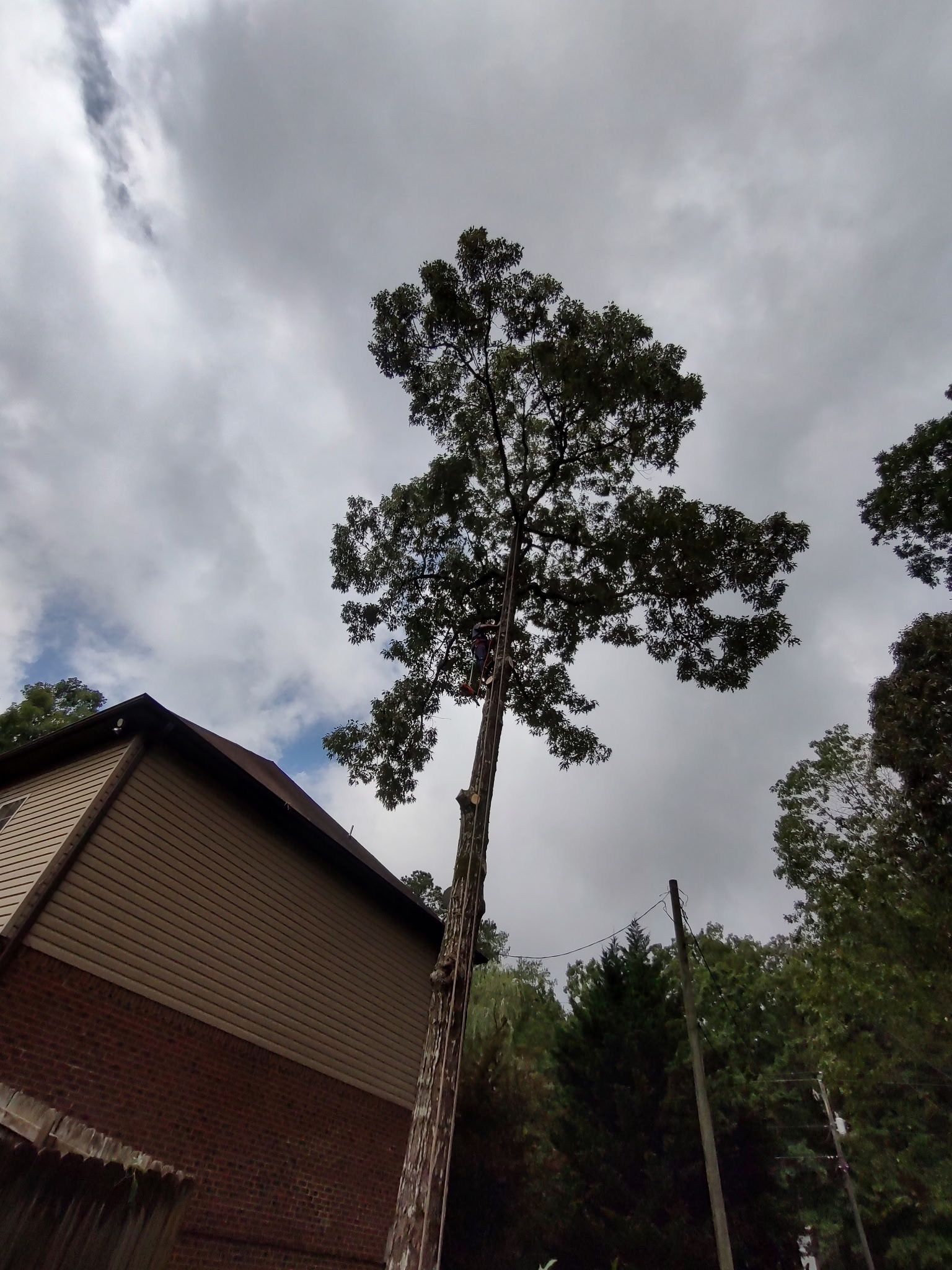  for DNA Tree Service in Birmingham, AL
