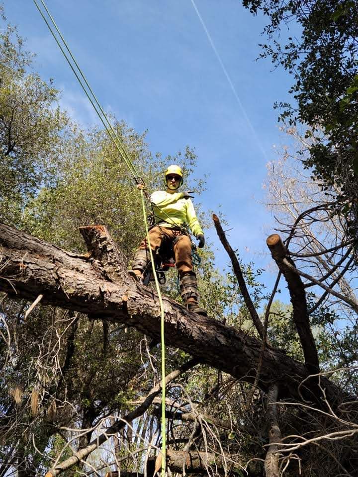  for George Staddan's Professional Tree Care in Placerville, CA