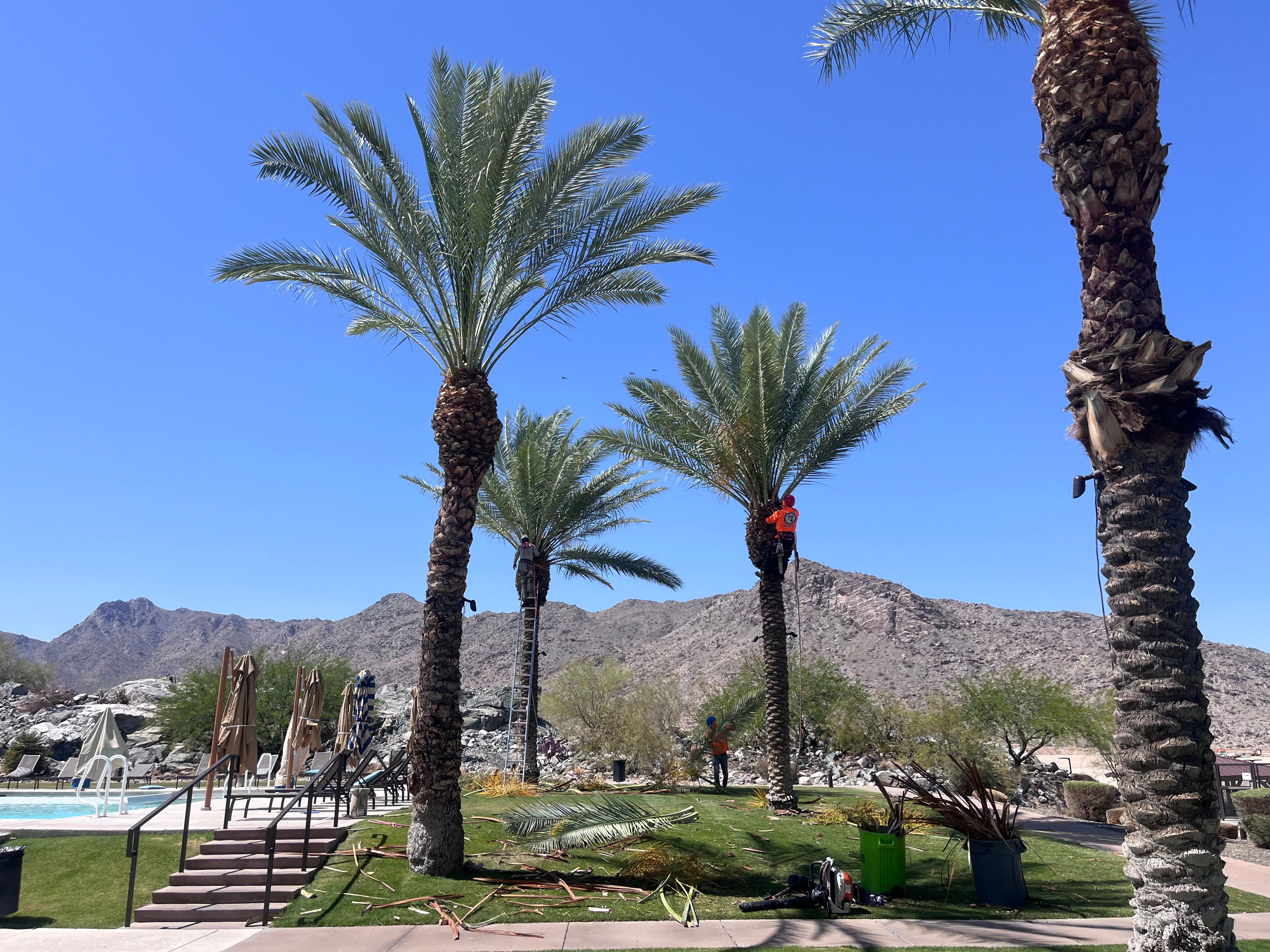  for AZ Tree & Hardscape Co in Surprise, AZ