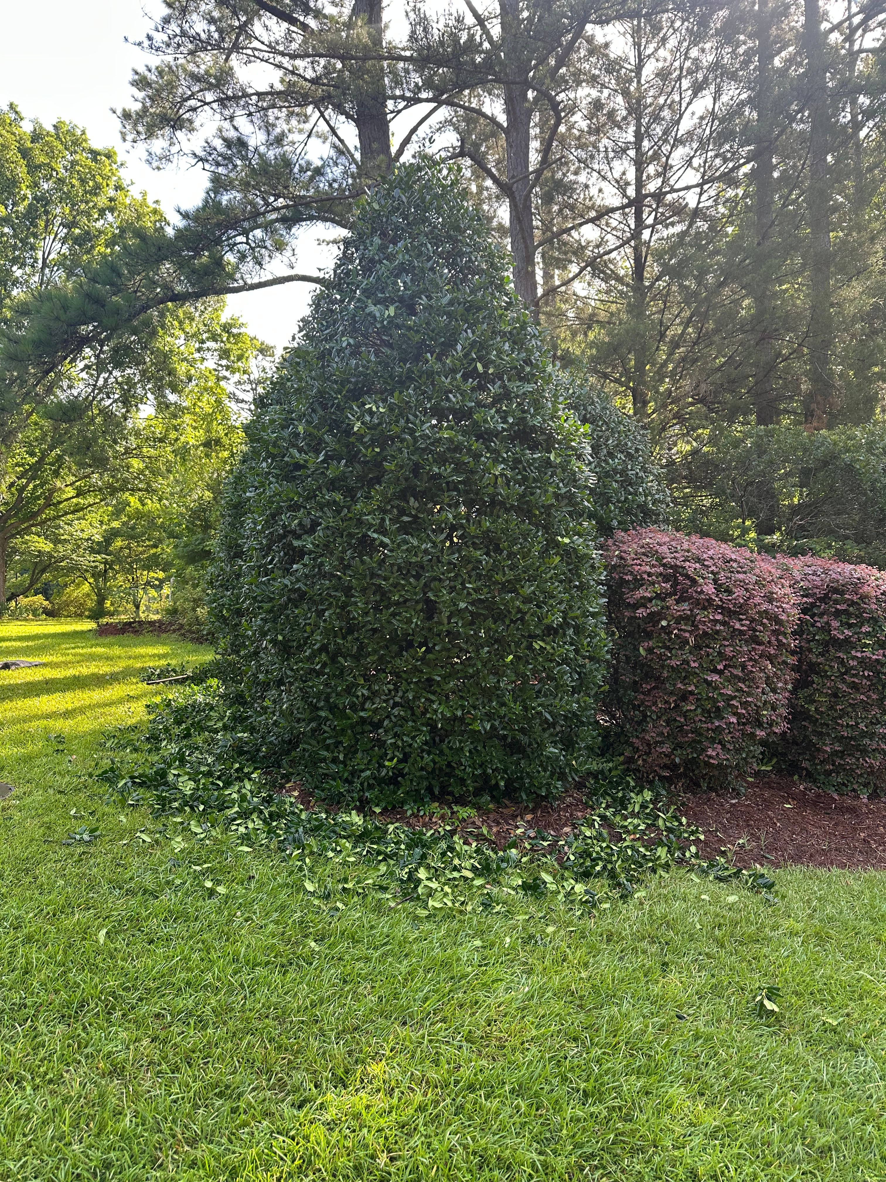  for Pecina Pine Needles in Monroe, NC