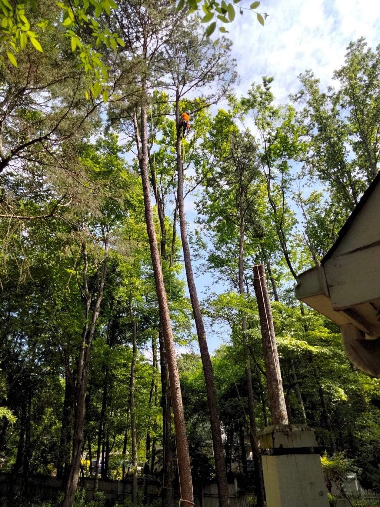  for Stem Tree Service in Belmont, NC