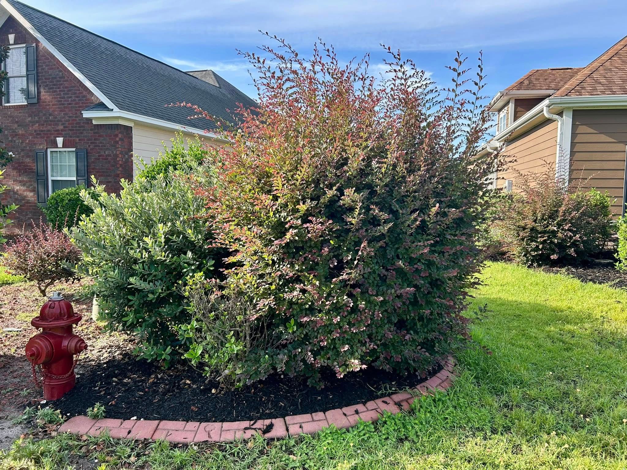  for New Creation Lawn and Landscape in Myrtle Beach, SC