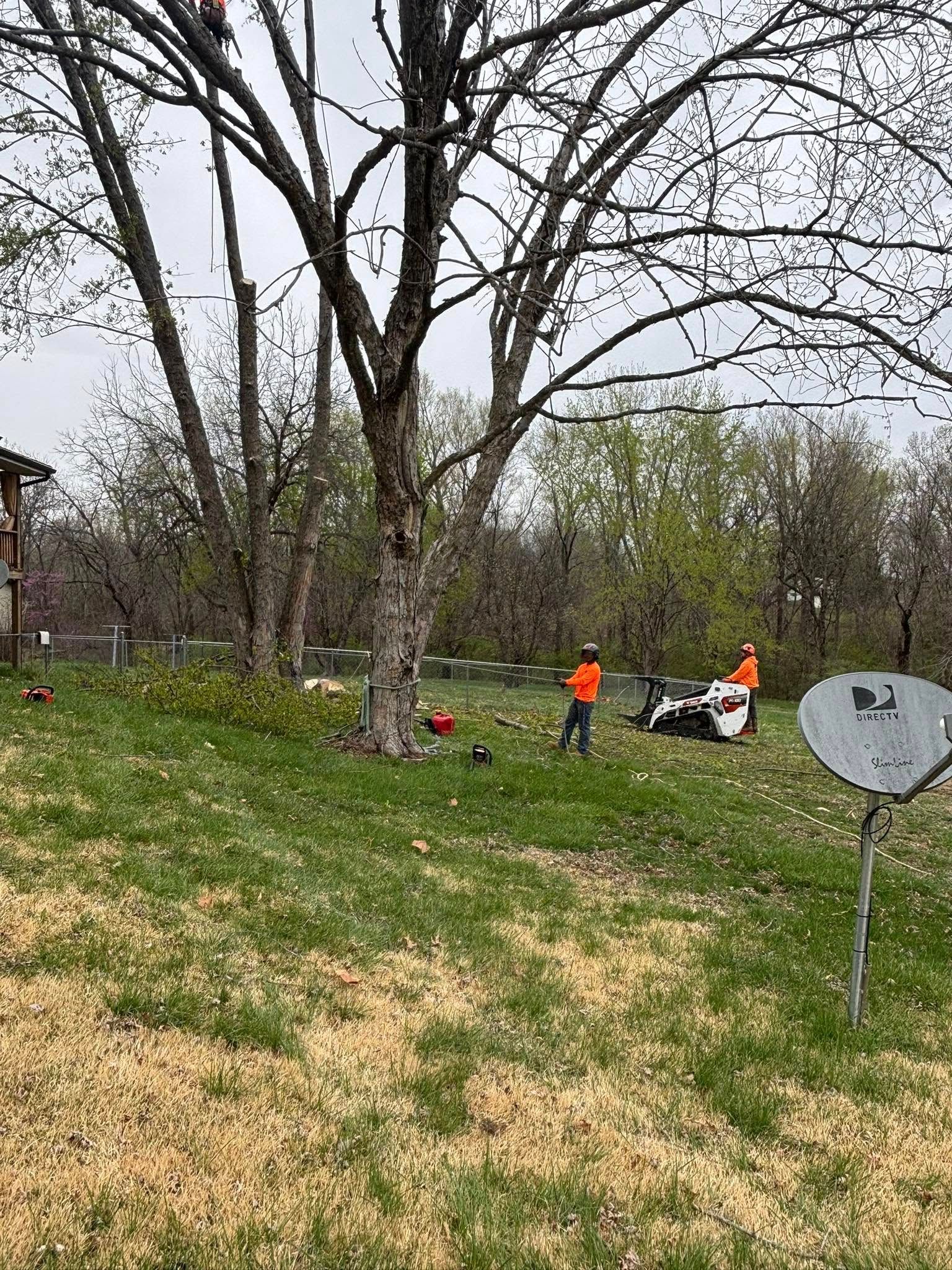 Tree Removal for Cross Family Tree Service in Kearney, MO