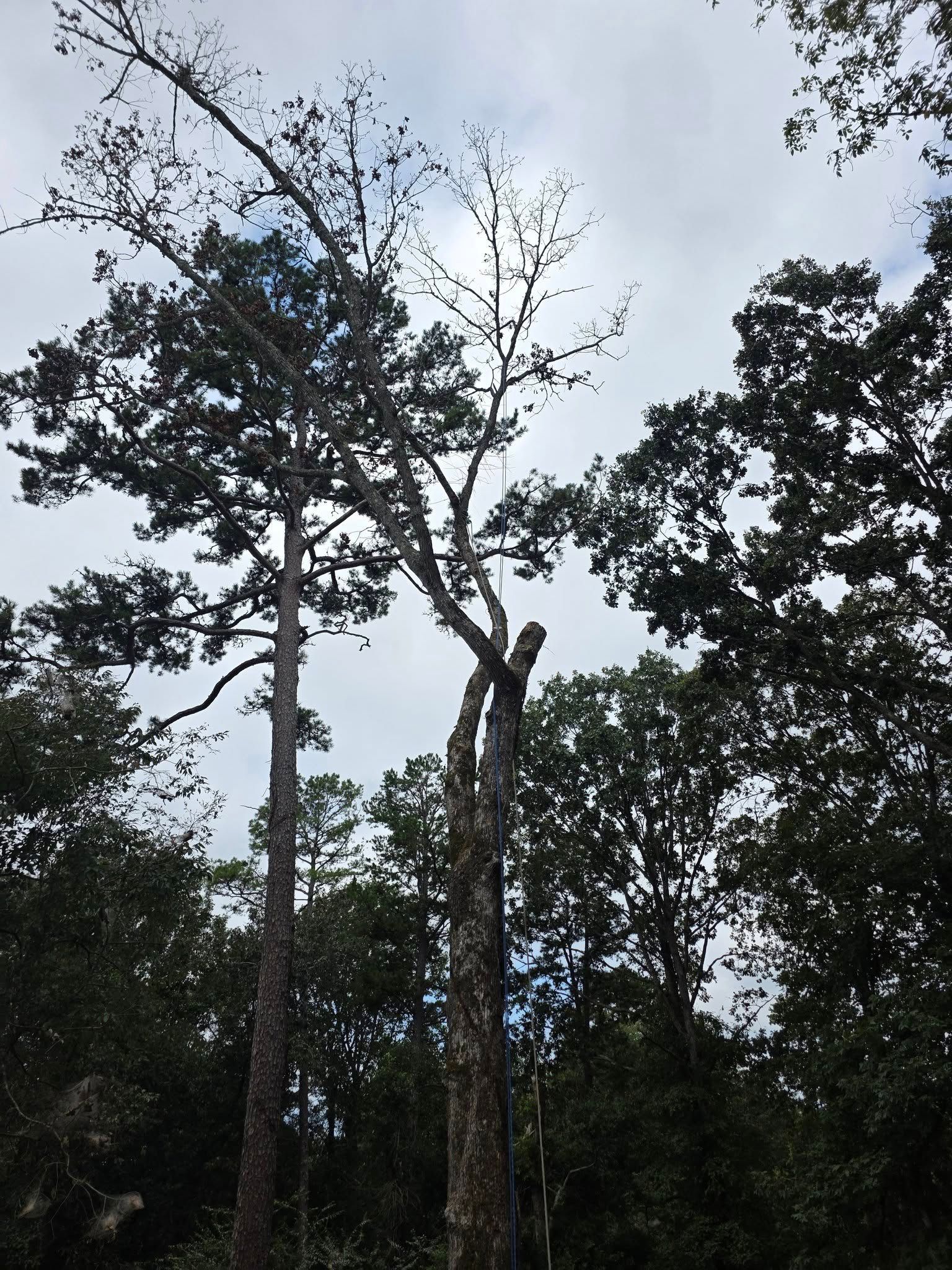  for Bobcat Bob in Clermont, GA