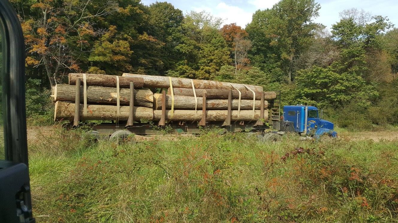 Logging for Bennett Logging in Gosport, Indiana