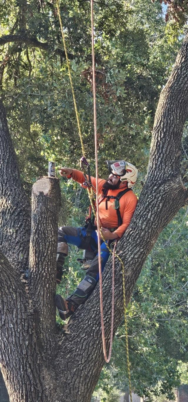  for Servin's Tree Care  in Houston, TX