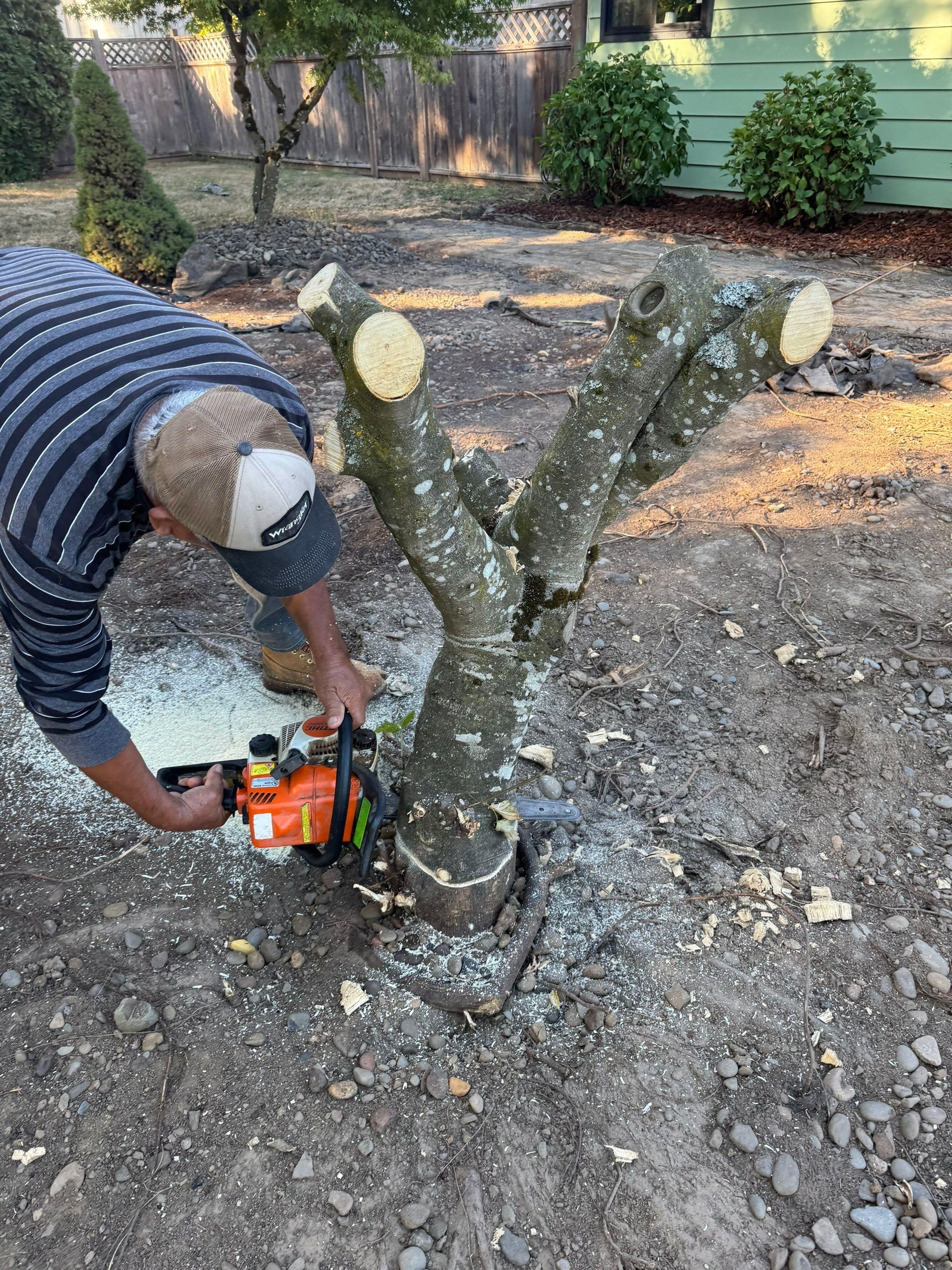  for Willamette Landscaping and Tree Services in Albany, OR