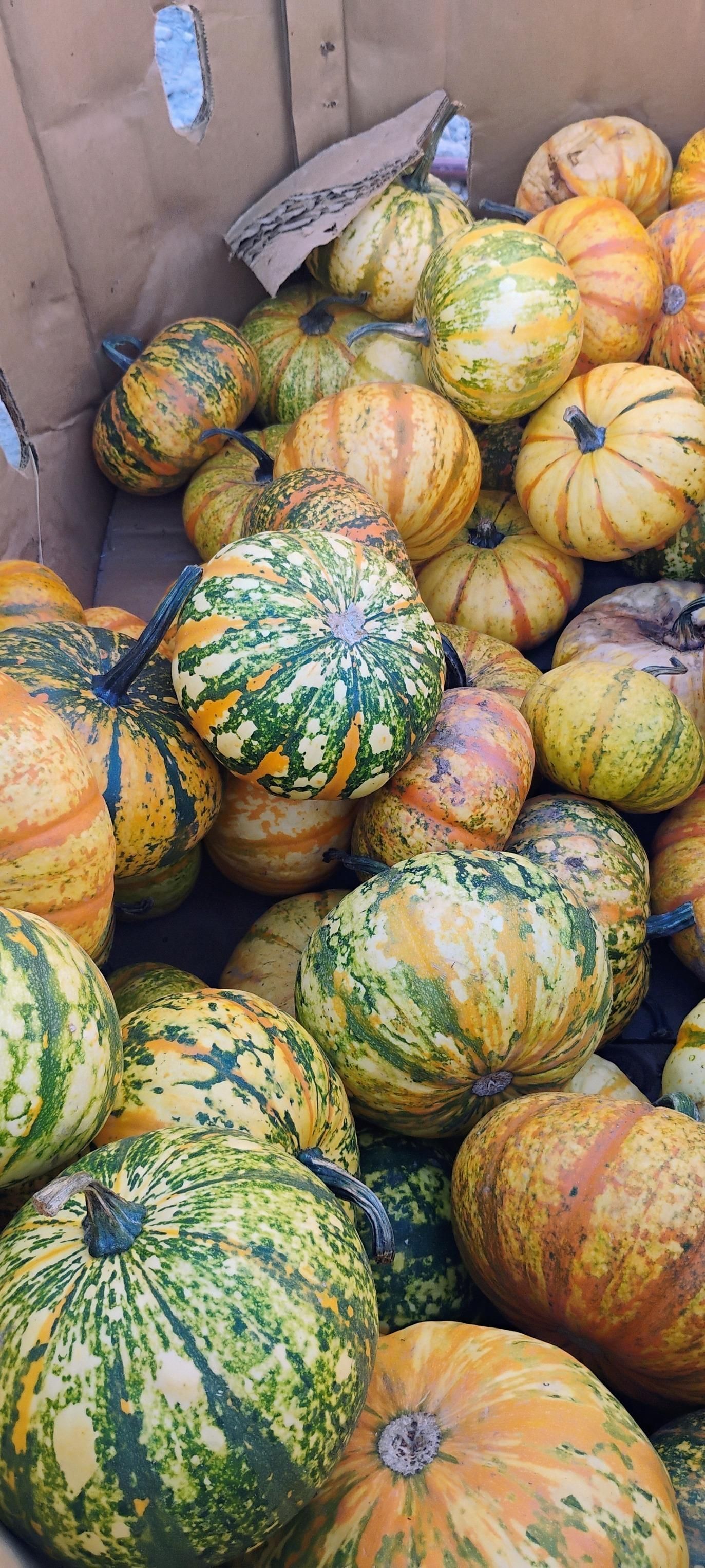  for Rutledge Contracting LLC in Hazel Green, AL