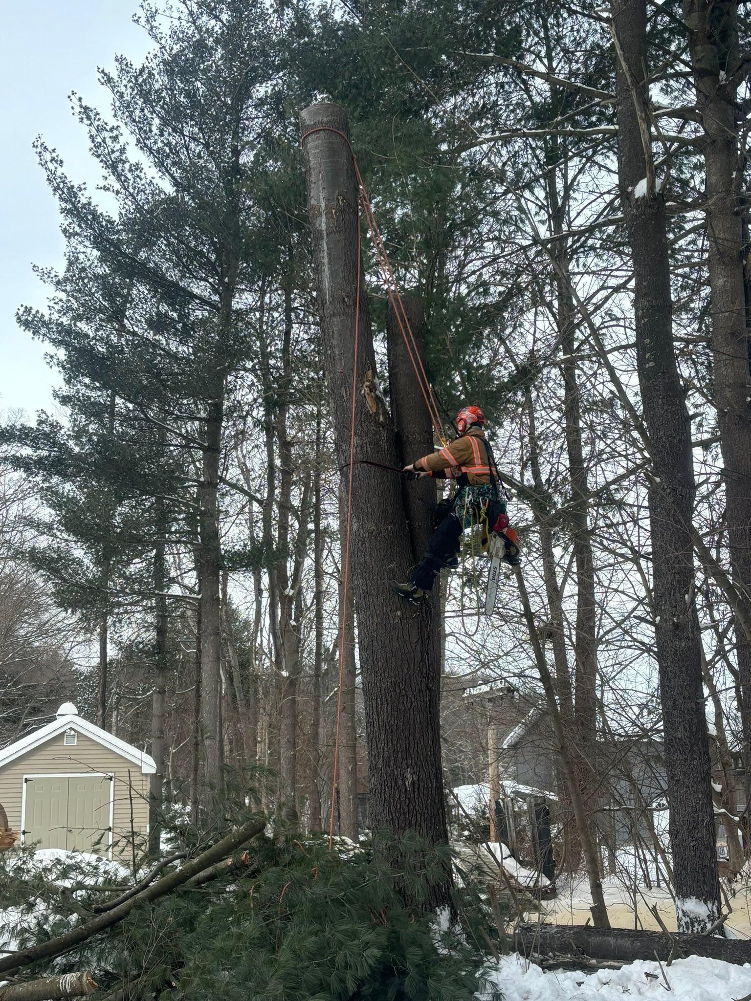  for T's Trees in Albany, NY