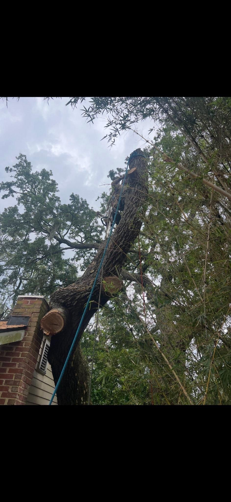 All Photos for Hawkins Tree Service & Land Management in Richmond Hill, GA