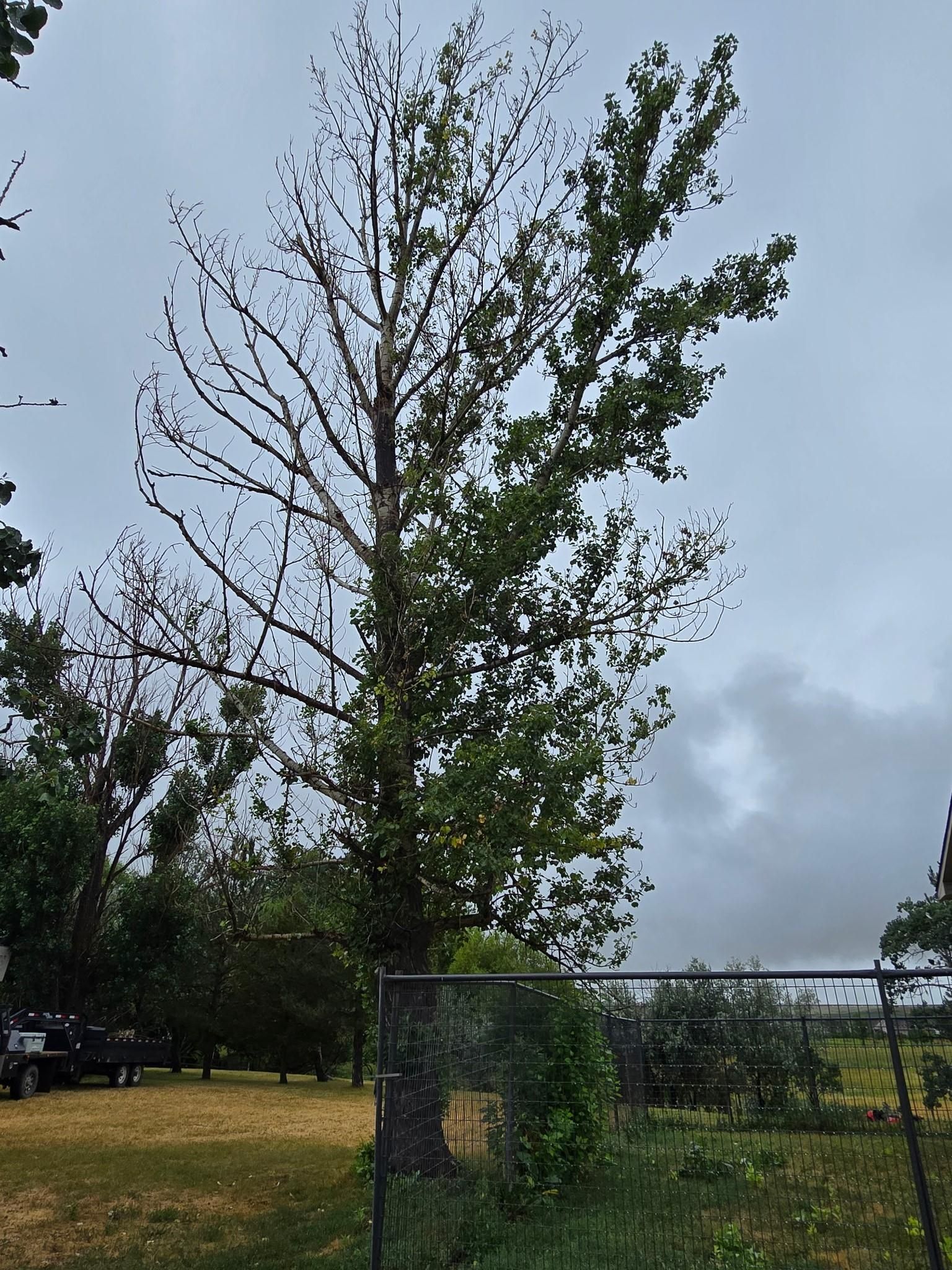  for Two Fellers Tree Service in Buffalo, WY