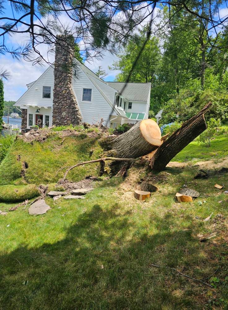  for AAA Tree Cutting in Shavertown, PA