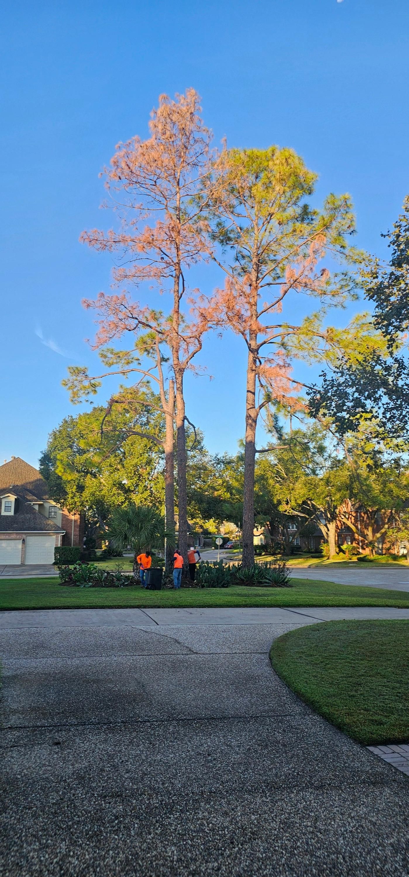  for Servin's Tree Care  in Houston, TX