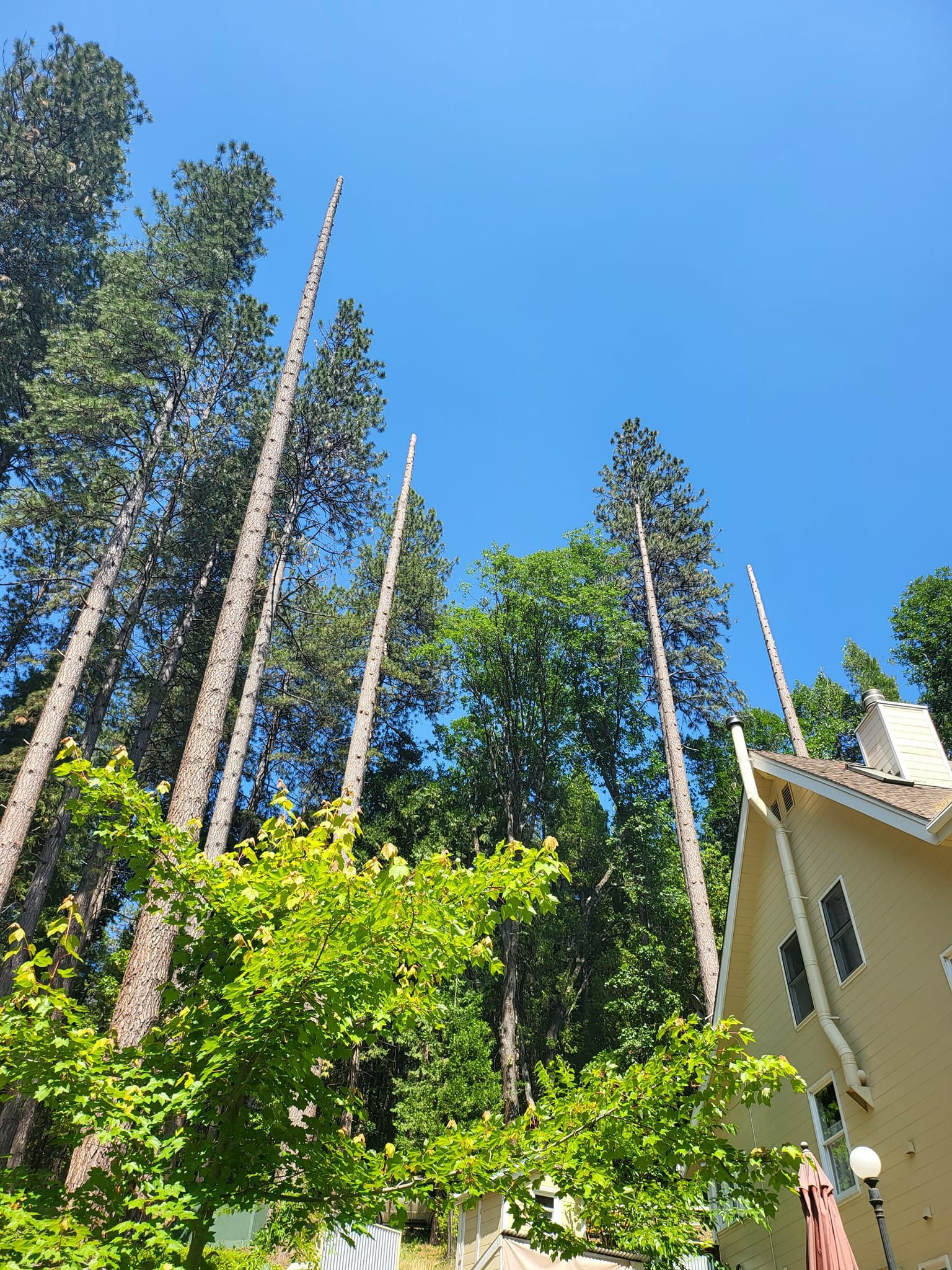  for Terra Heights Tree Experts & Landscaping  in Grass Valley,  CA