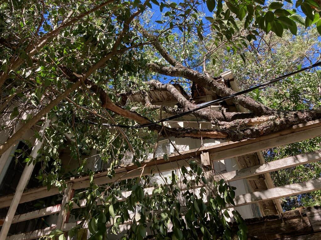 Tree Removal for Sammy's Tree Services in Rancho Cordova, CA
