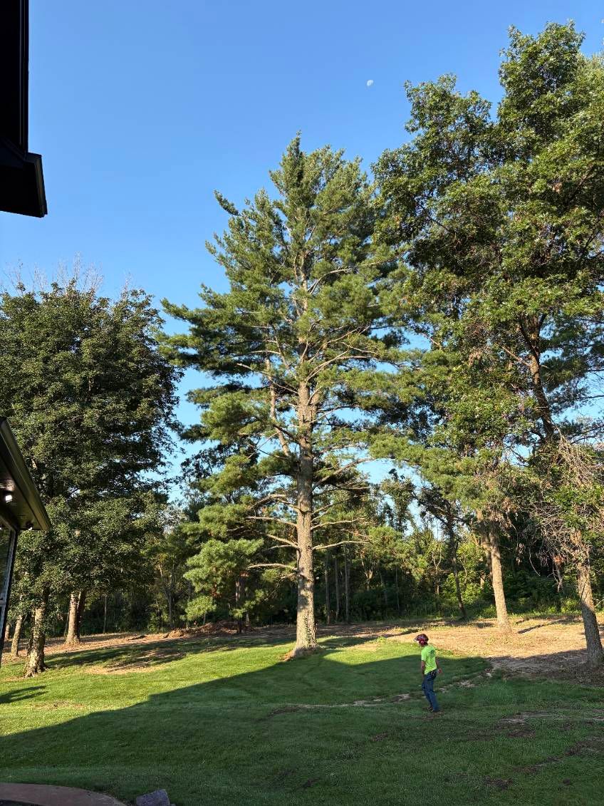 Tree Removal for Olson Tree Service, Inc in Rockford, IL
