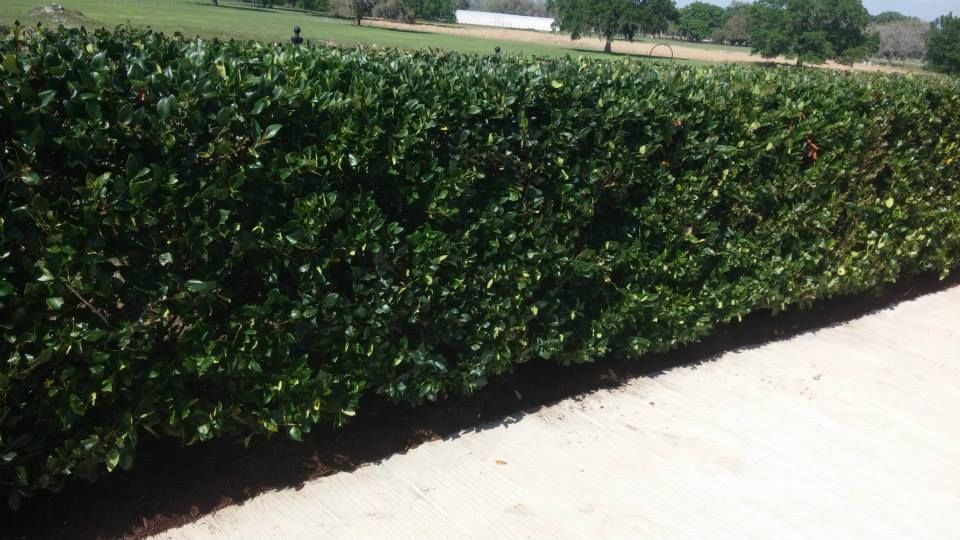 All Photos for Top Gun Lawn Care in Citrus County, FL