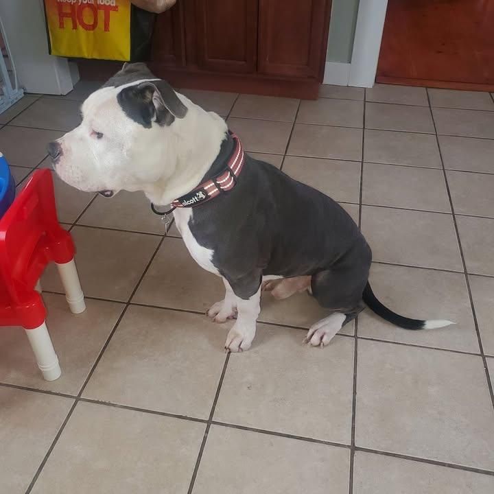  for Good Boys LLC in Irondequoit, NY