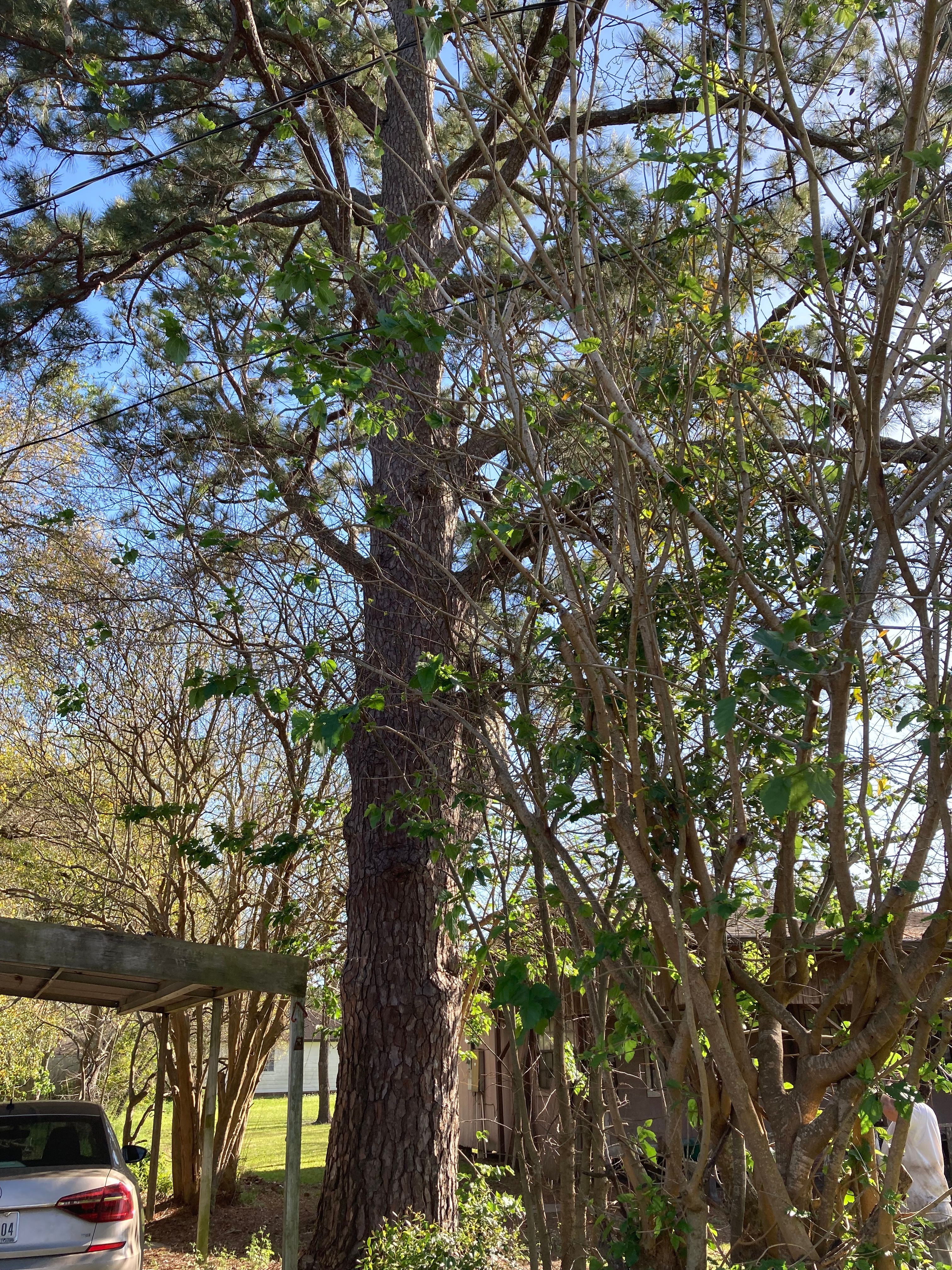  for Alpers Tree Services in Cleveland, TX